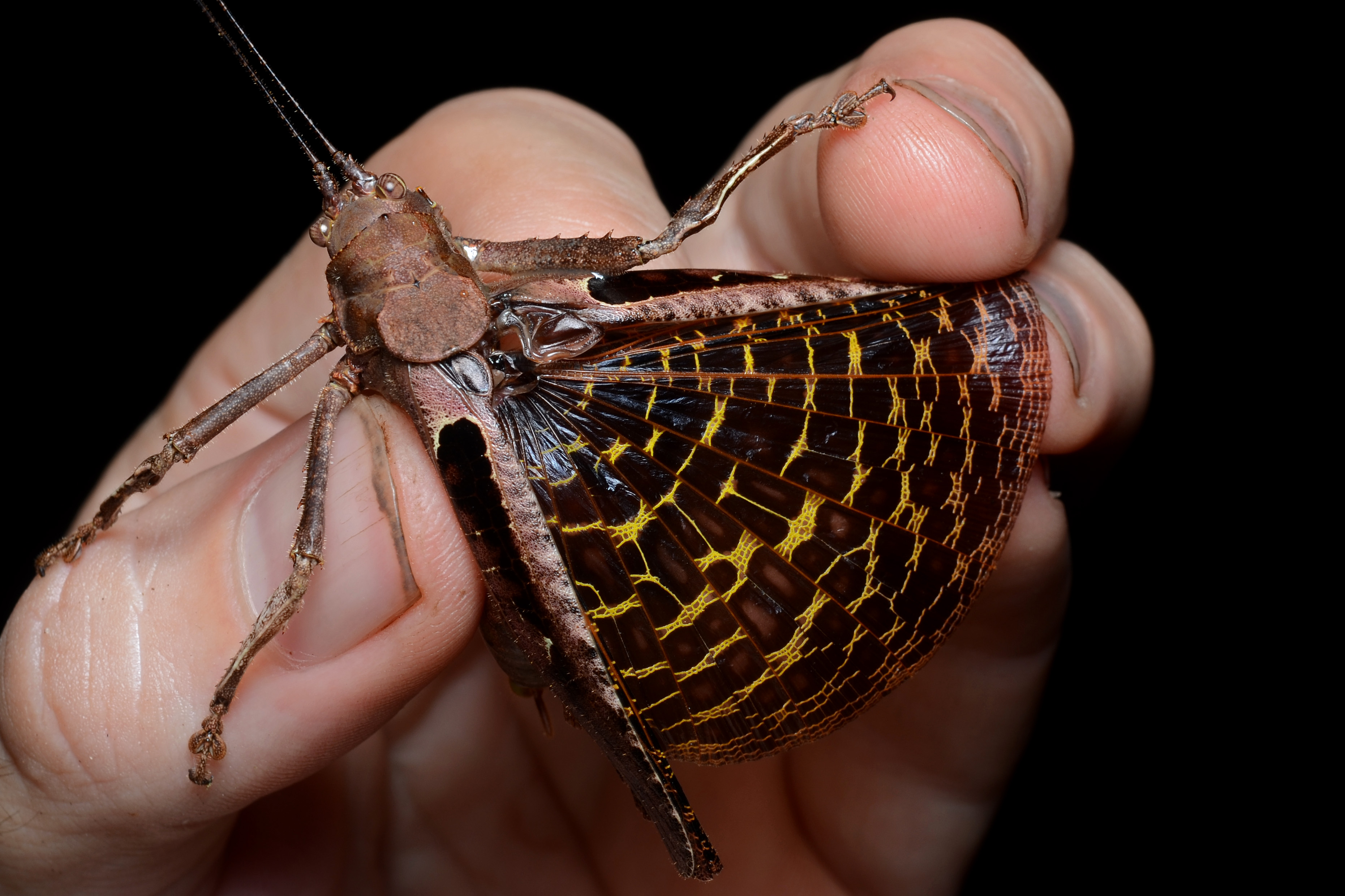 Flickr - ggallice - Orthopteran (2)