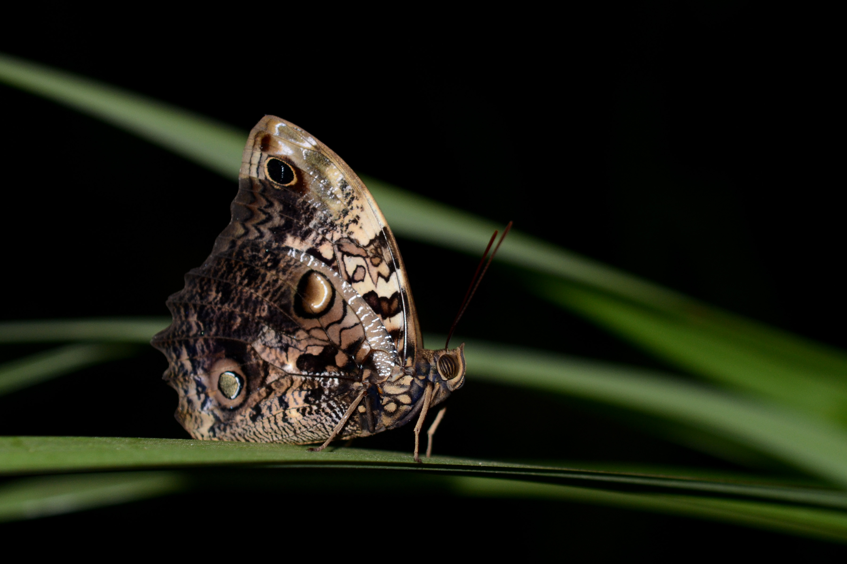 Flickr - ggallice - Perching butterfly