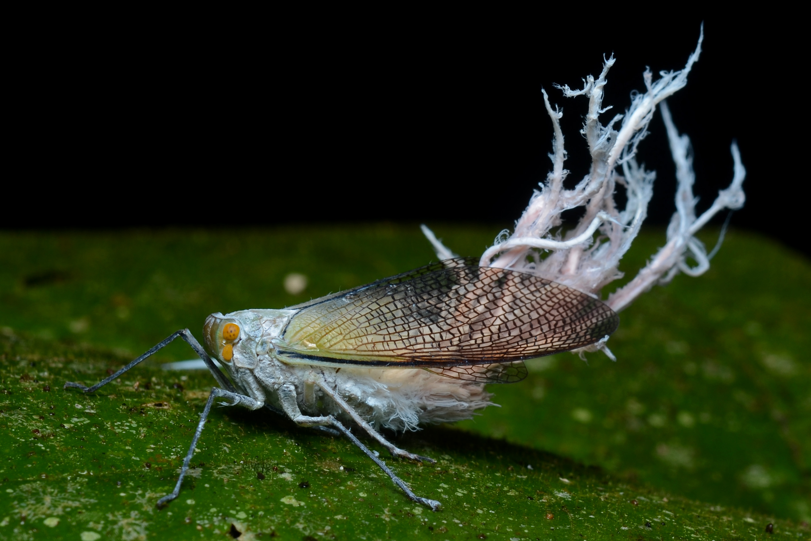 Flickr - ggallice - Wax-tail hopper (1)