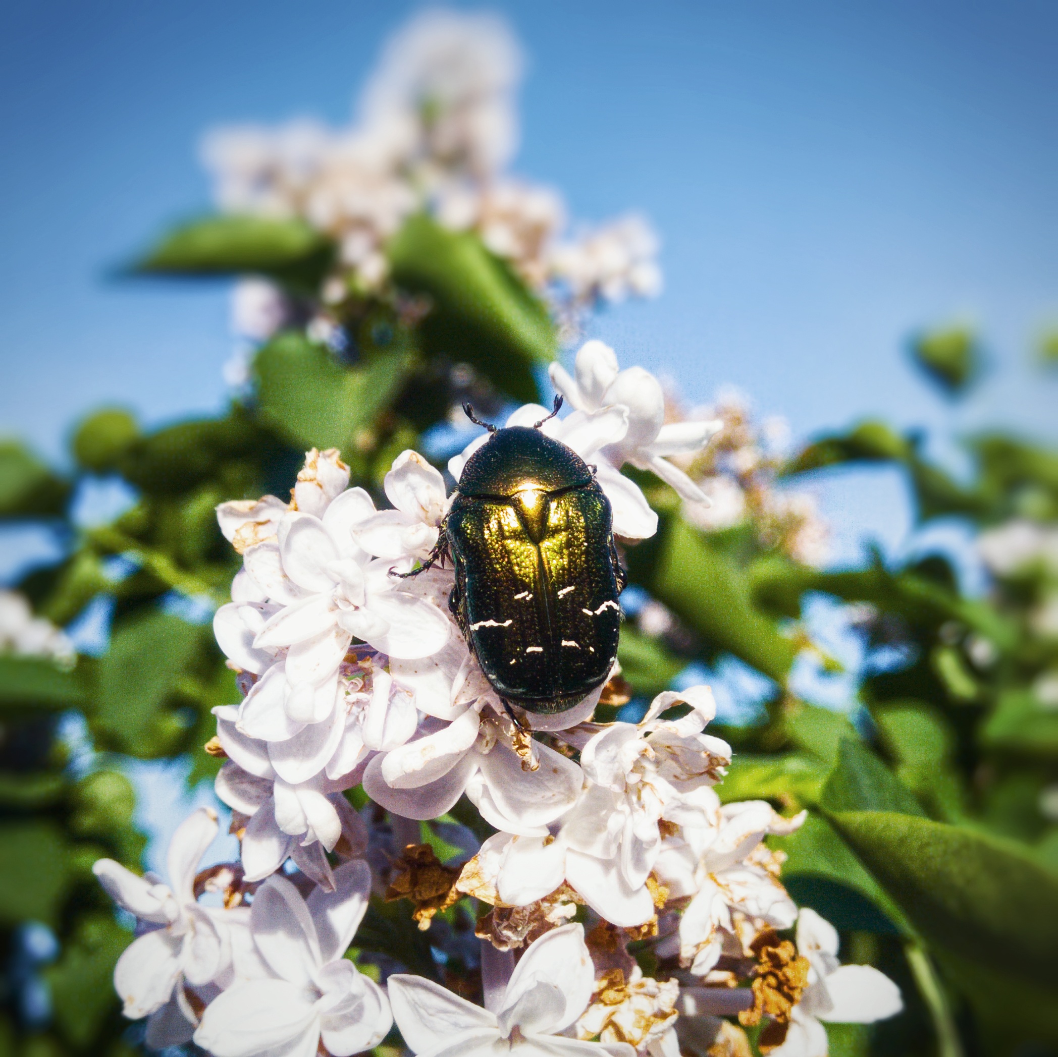 Flower Chafer On Lilac