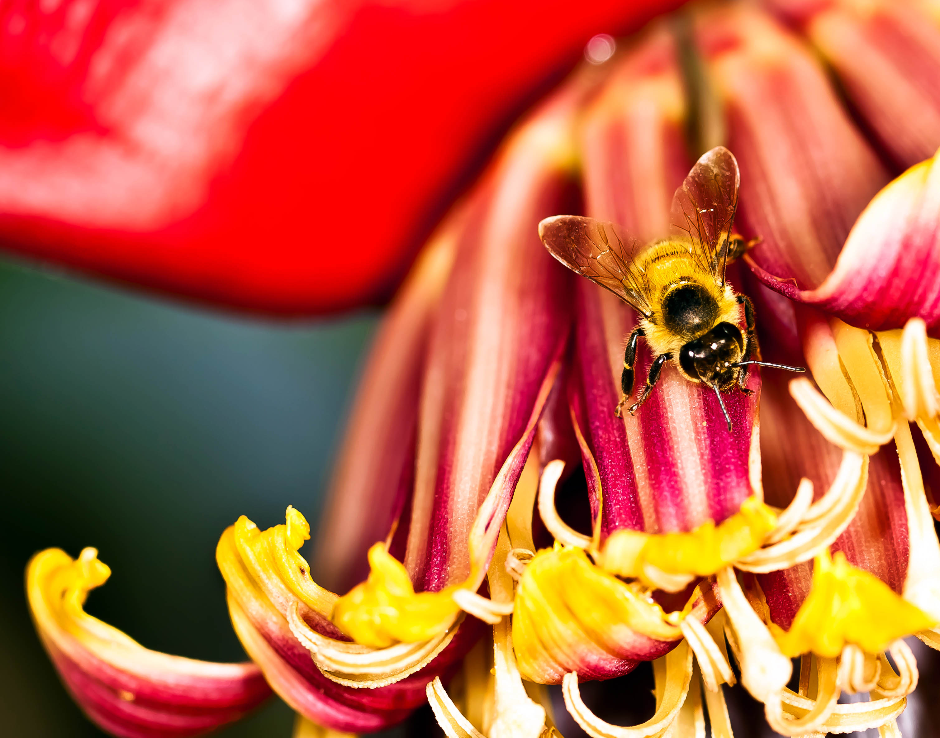 Flower of the banana and a bee
