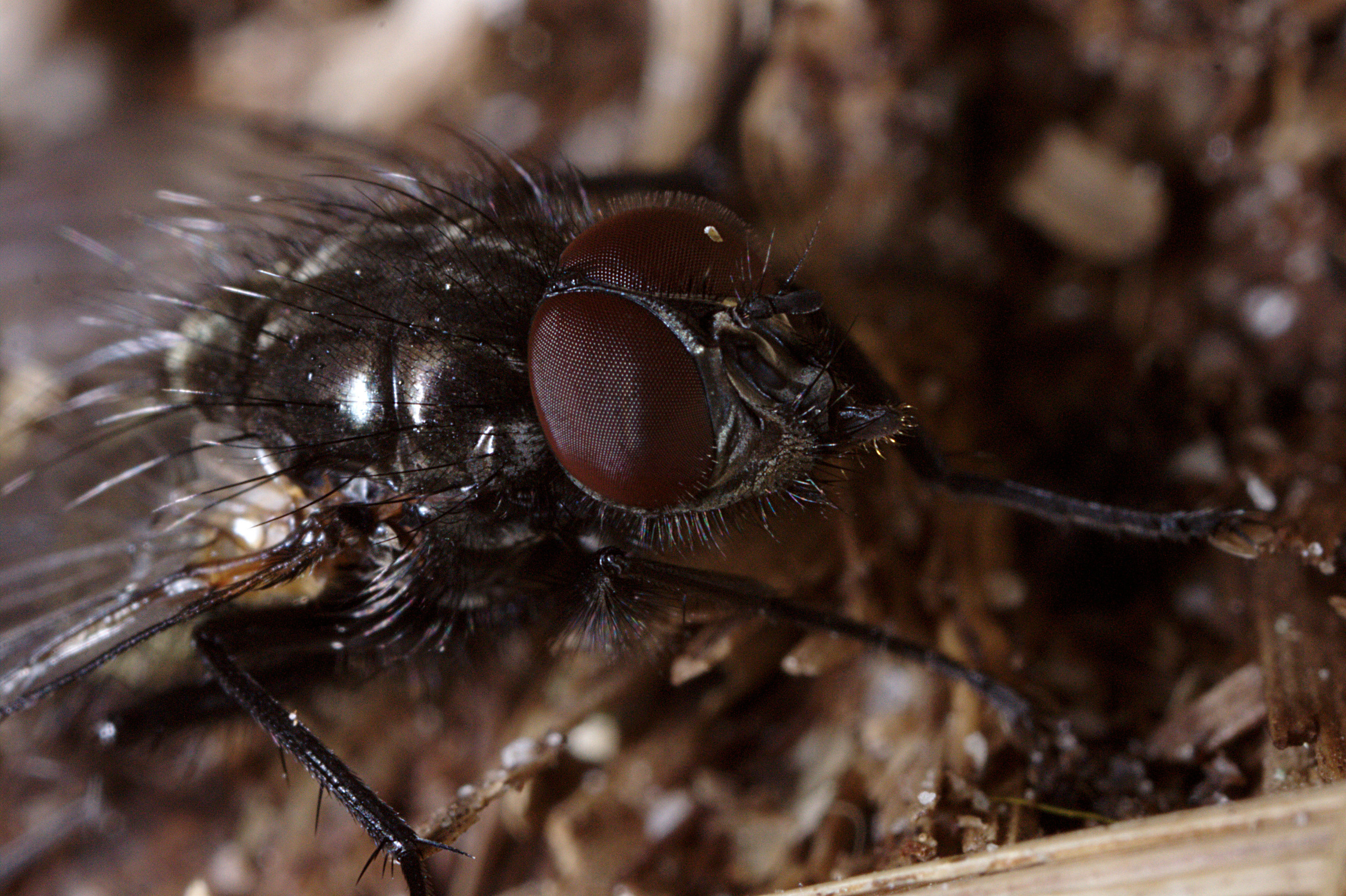 Fluer (Brachycera) (5719421384)
