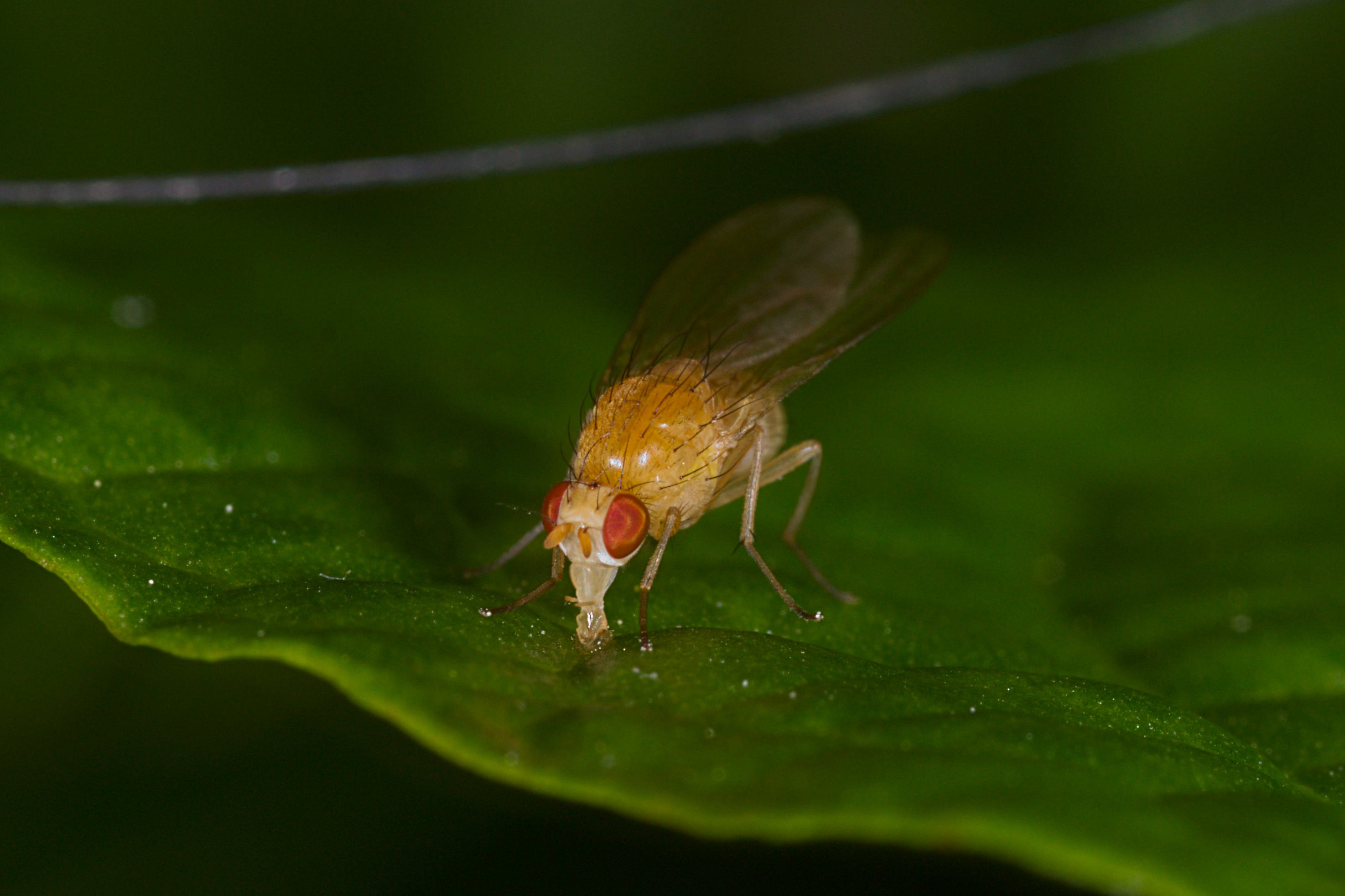 Fluer (Brachycera) (7404134568)