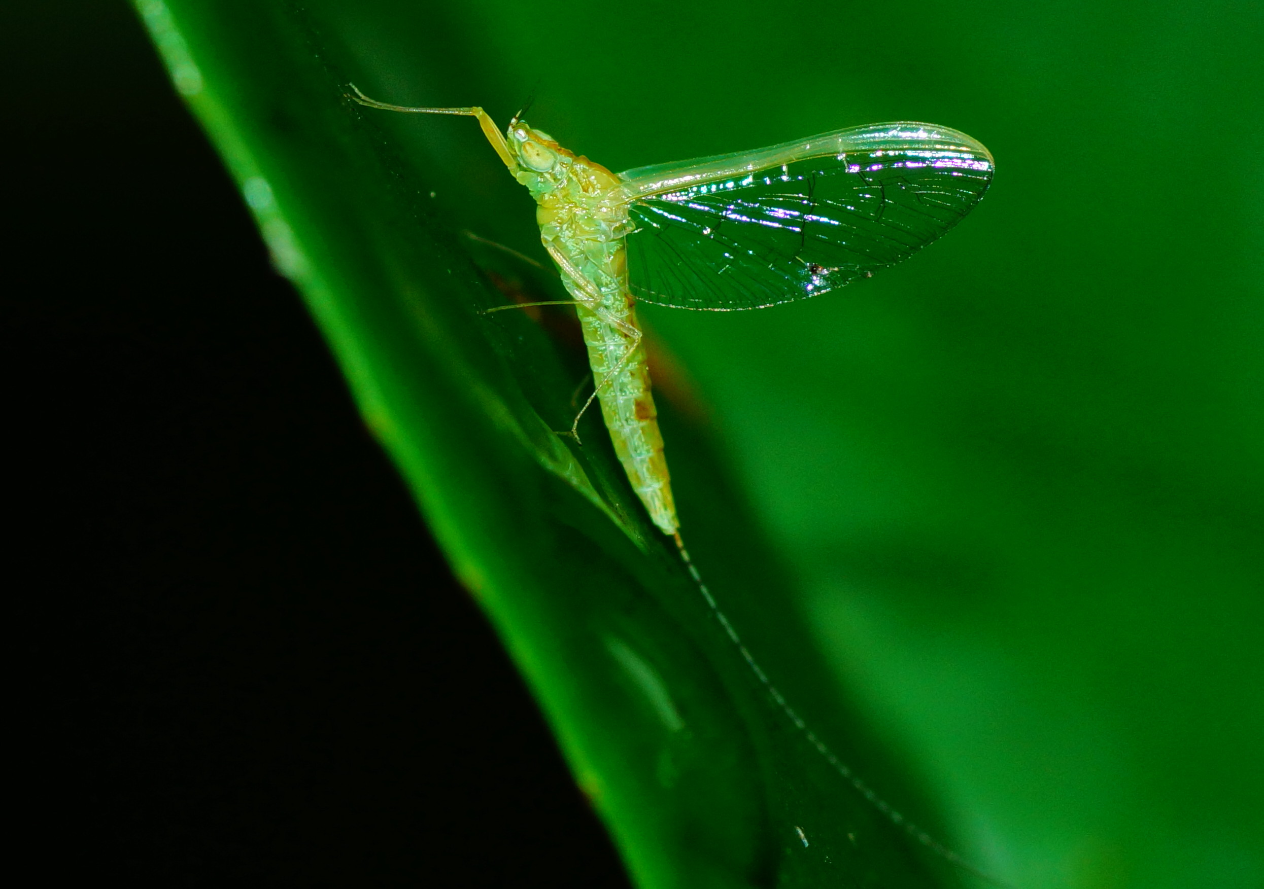 Fly 00118