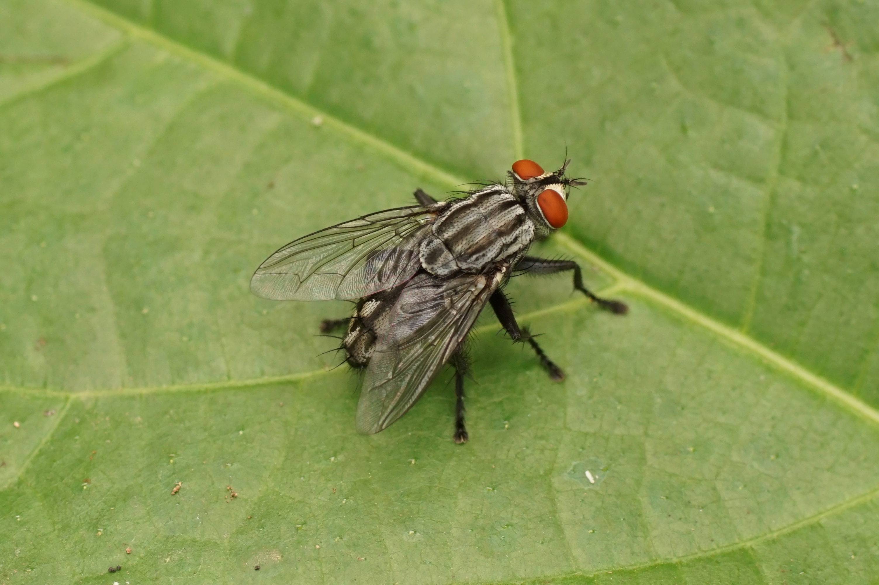 Fly 06086