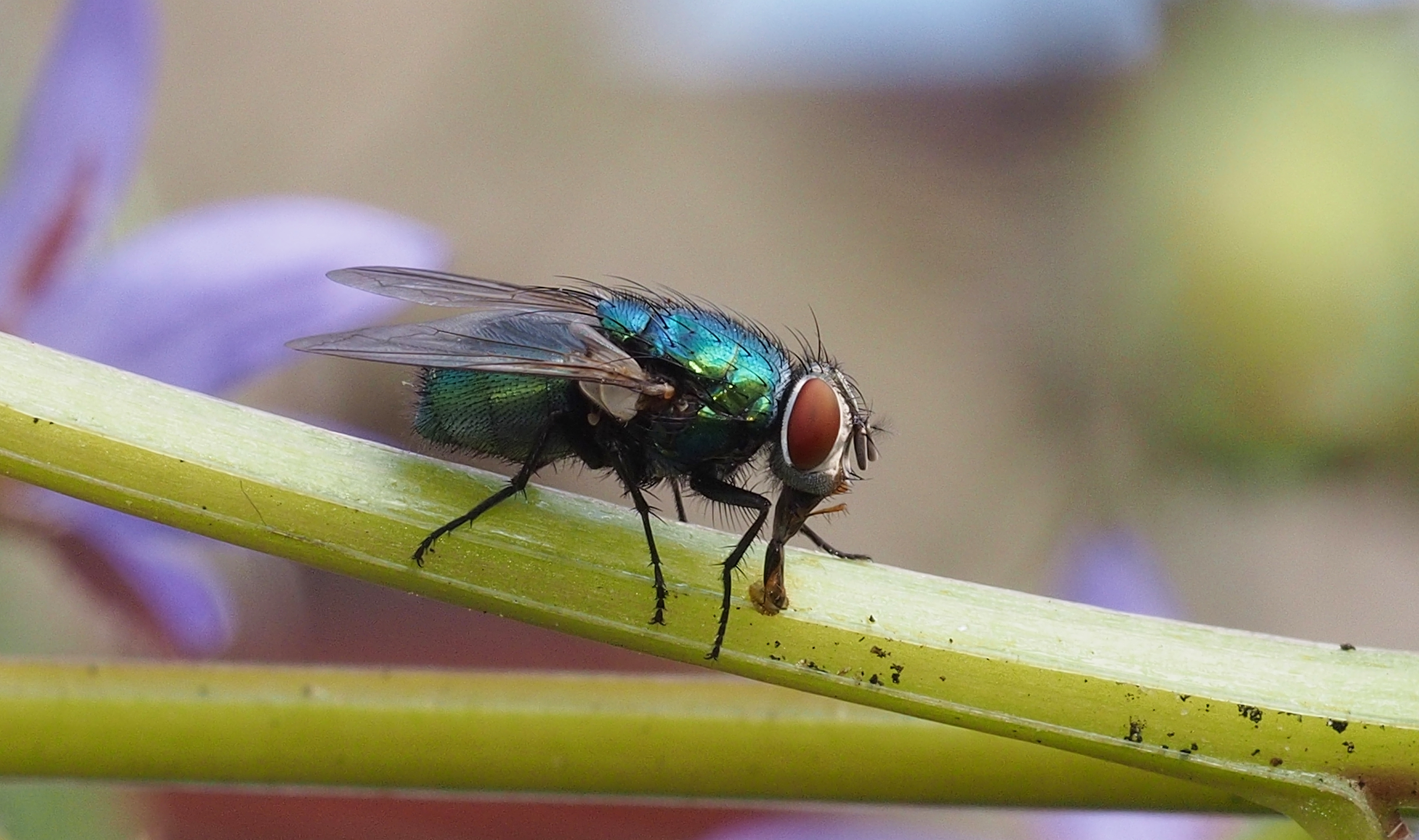 Fly (14273532710)
