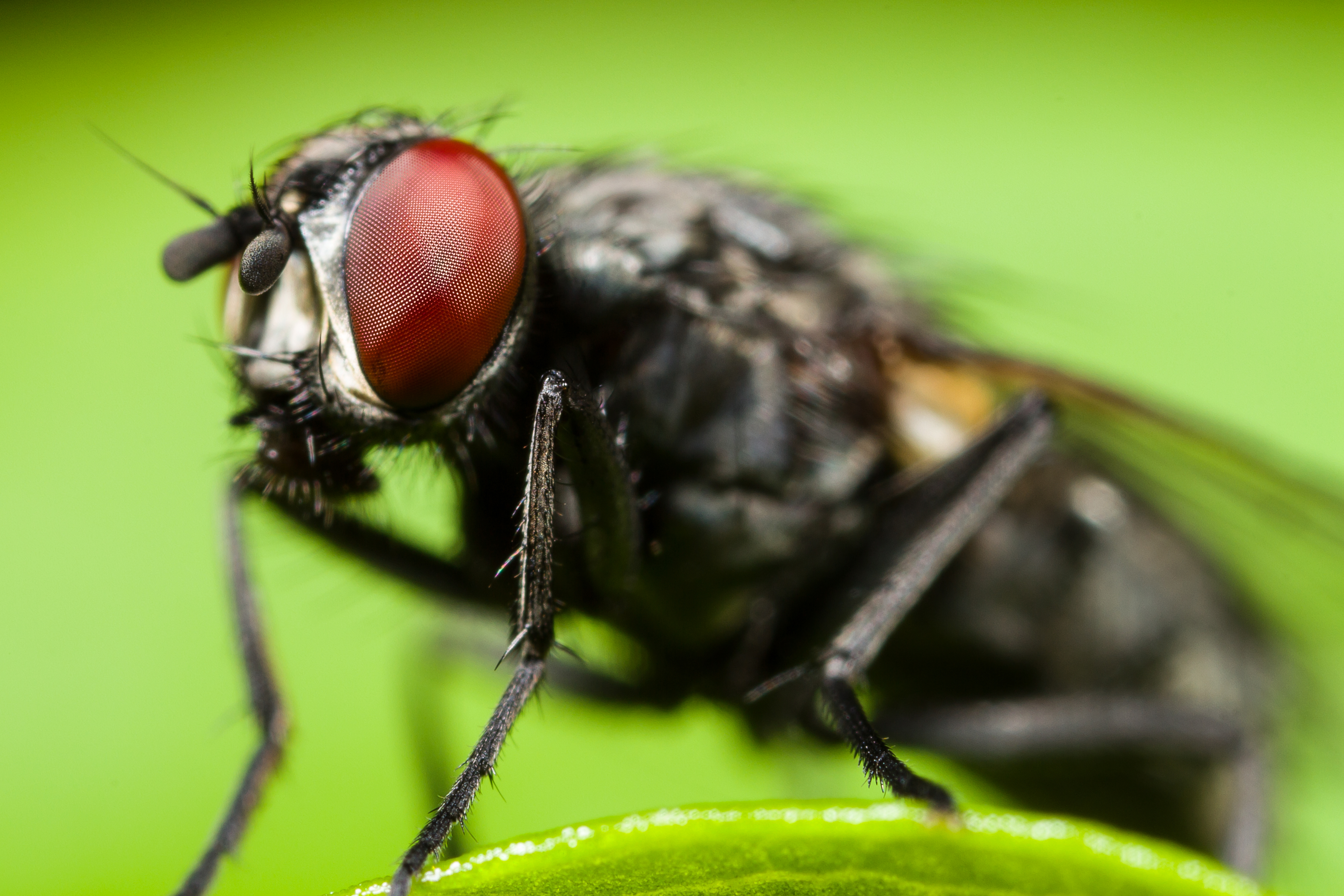 Fly (14281927939)