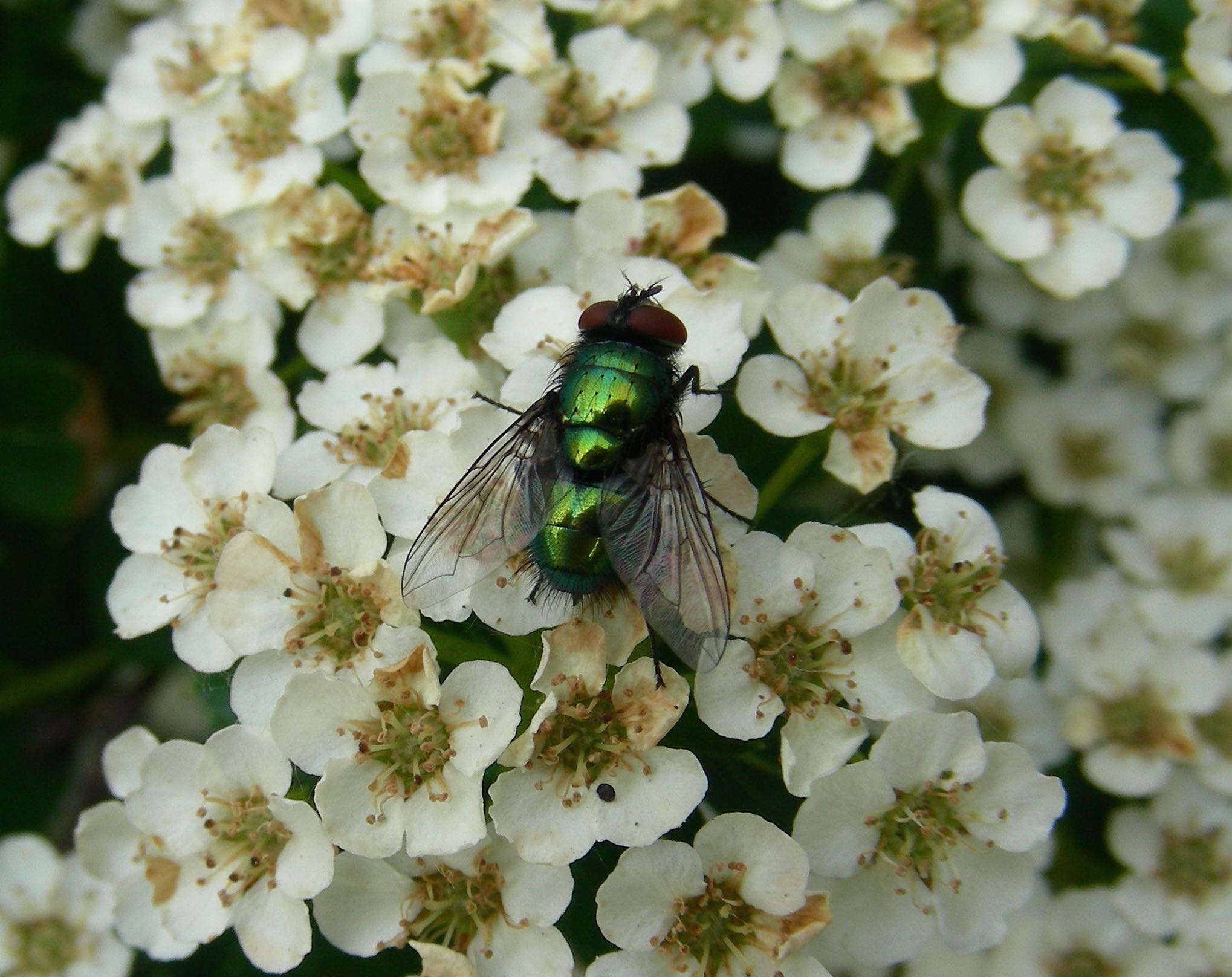 Fly (17336425041)