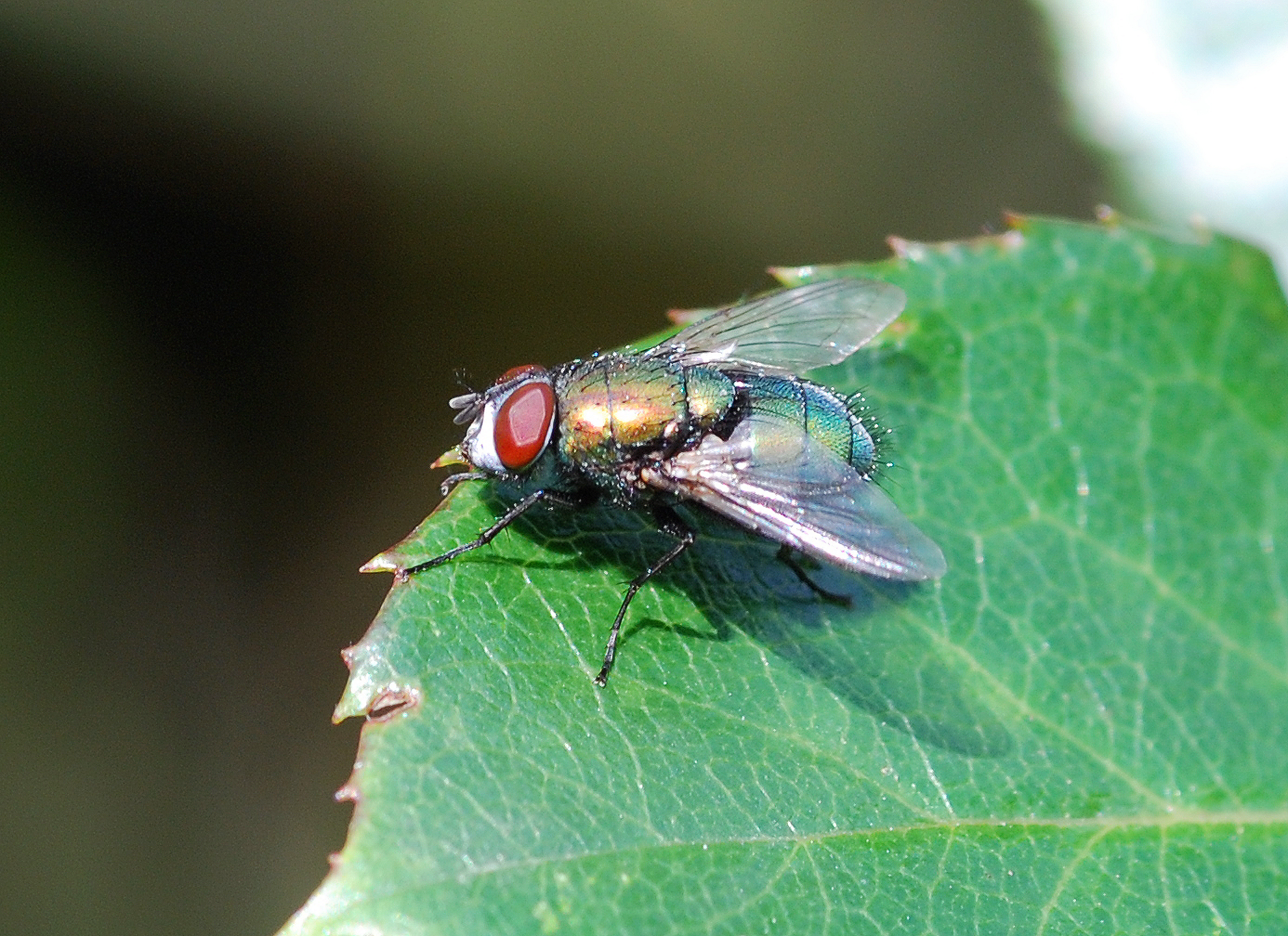 Fly (2578059506)