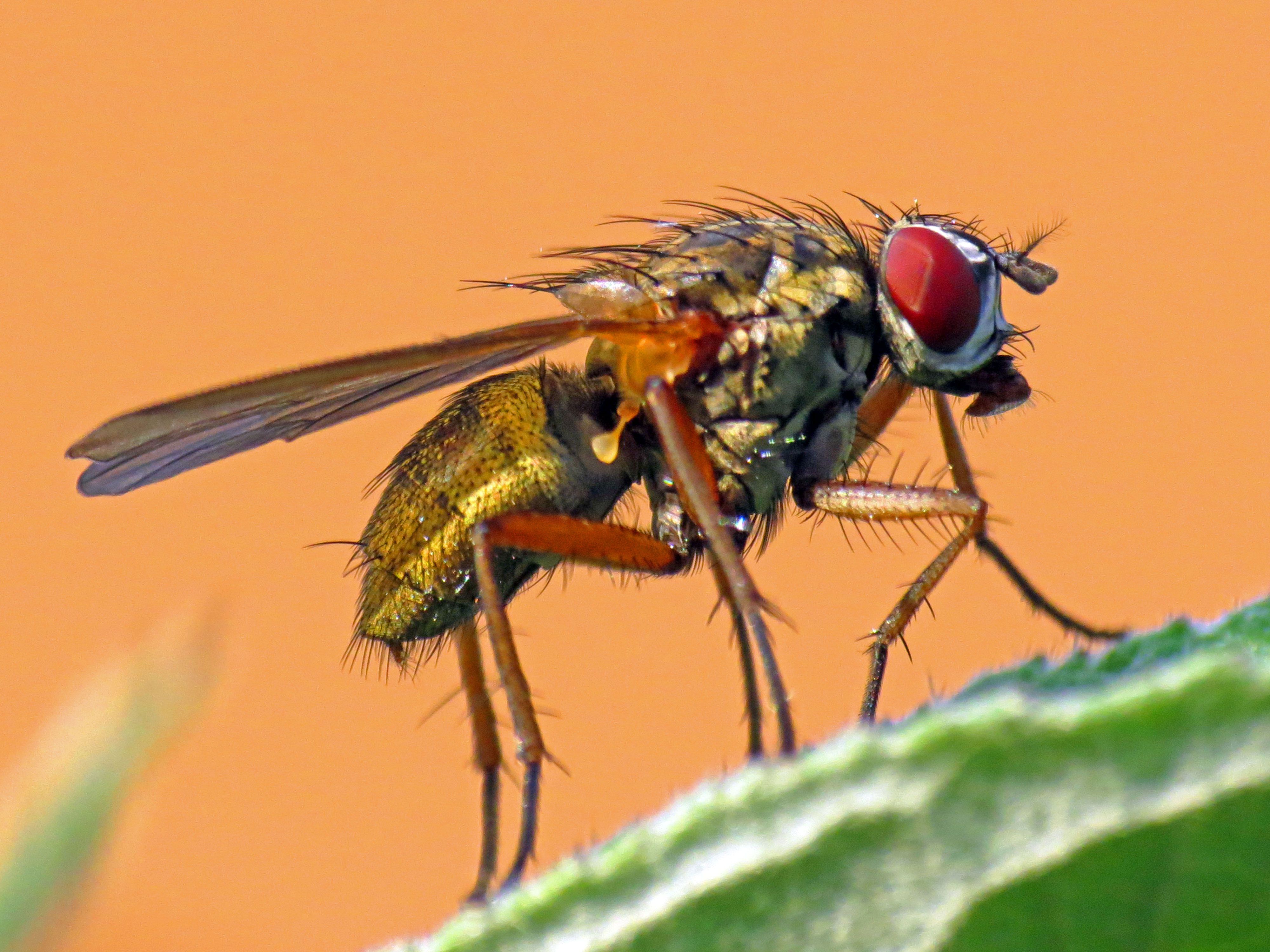 Fly (9443734335)