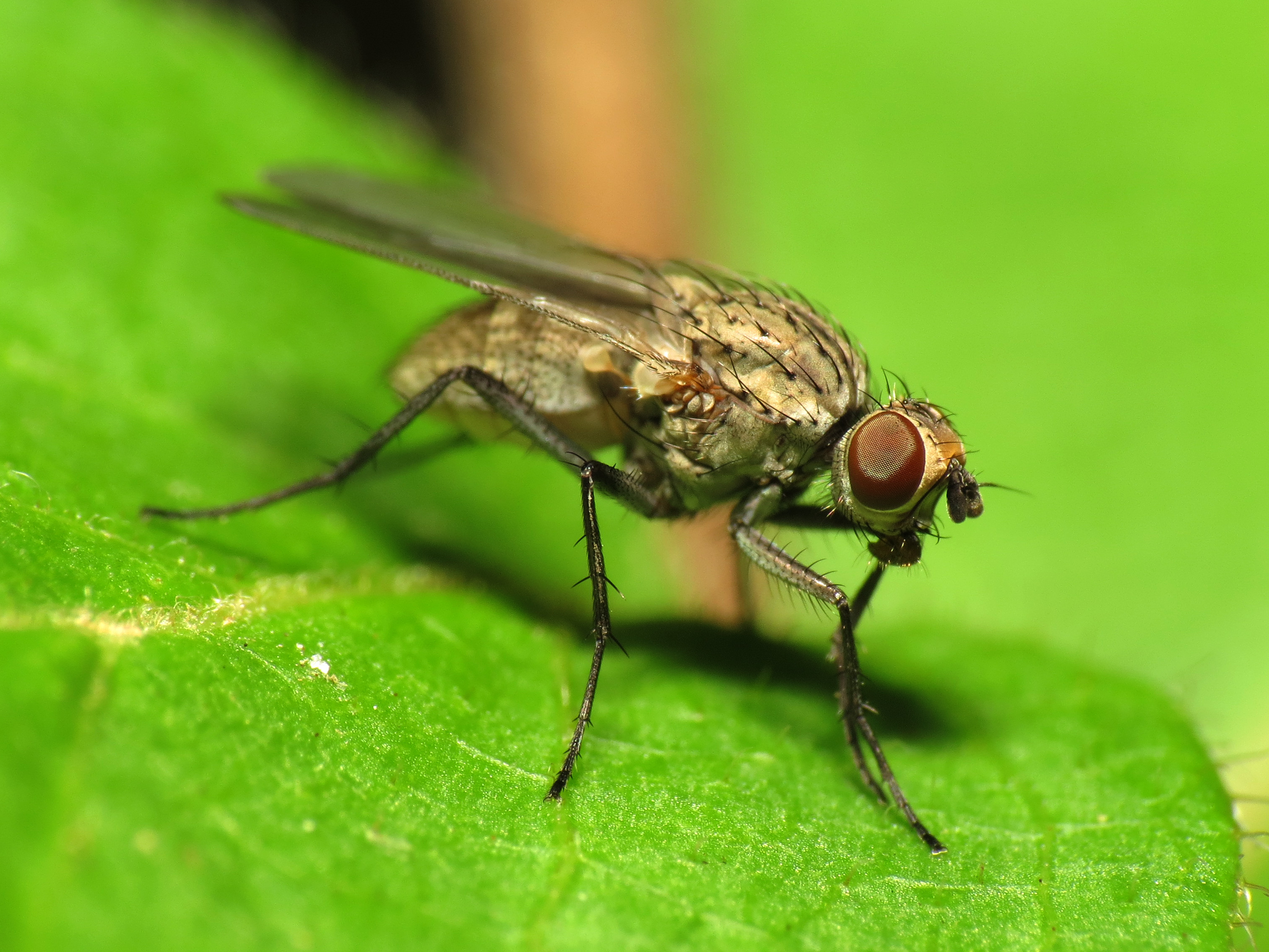 Fly - Flickr - treegrow (1)