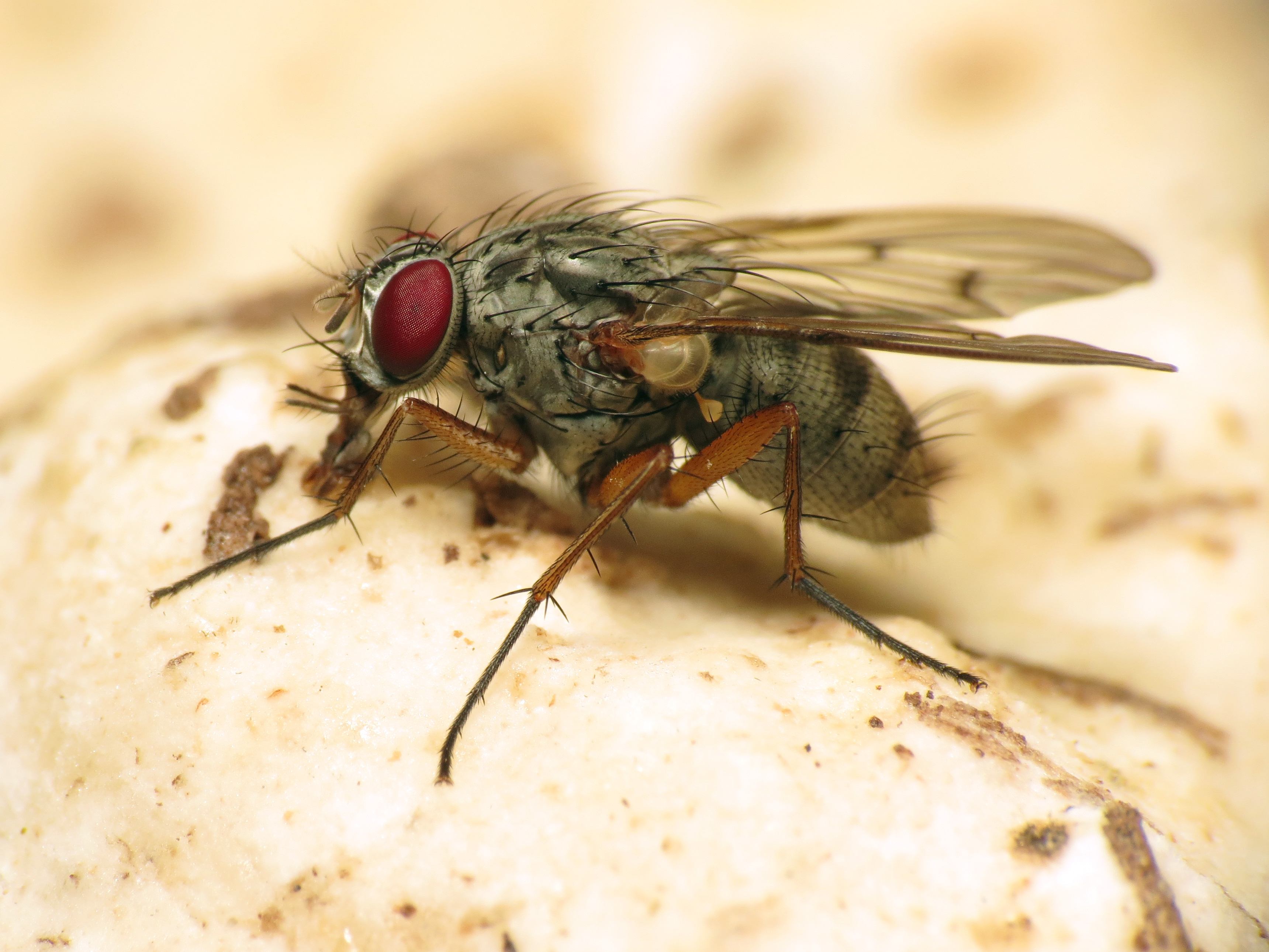 Fly - Flickr - treegrow (4)