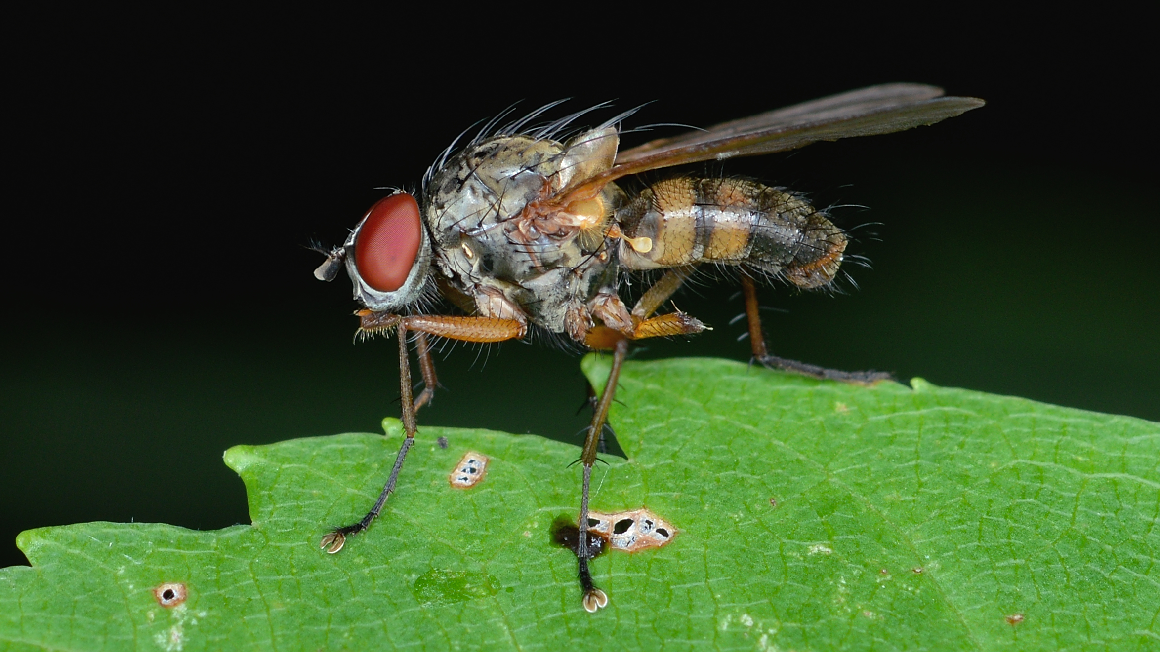 Fly (Diptera) - Gatineau Park, Quebec 01