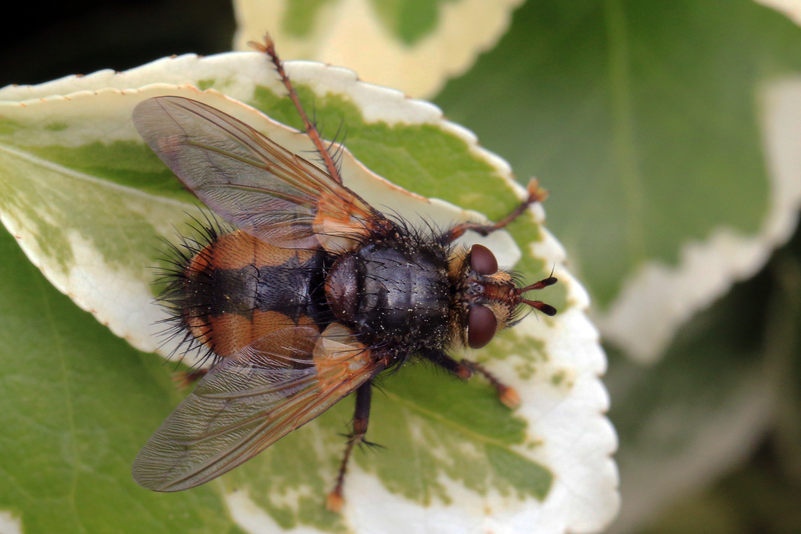 Fly (Tachina fera) top