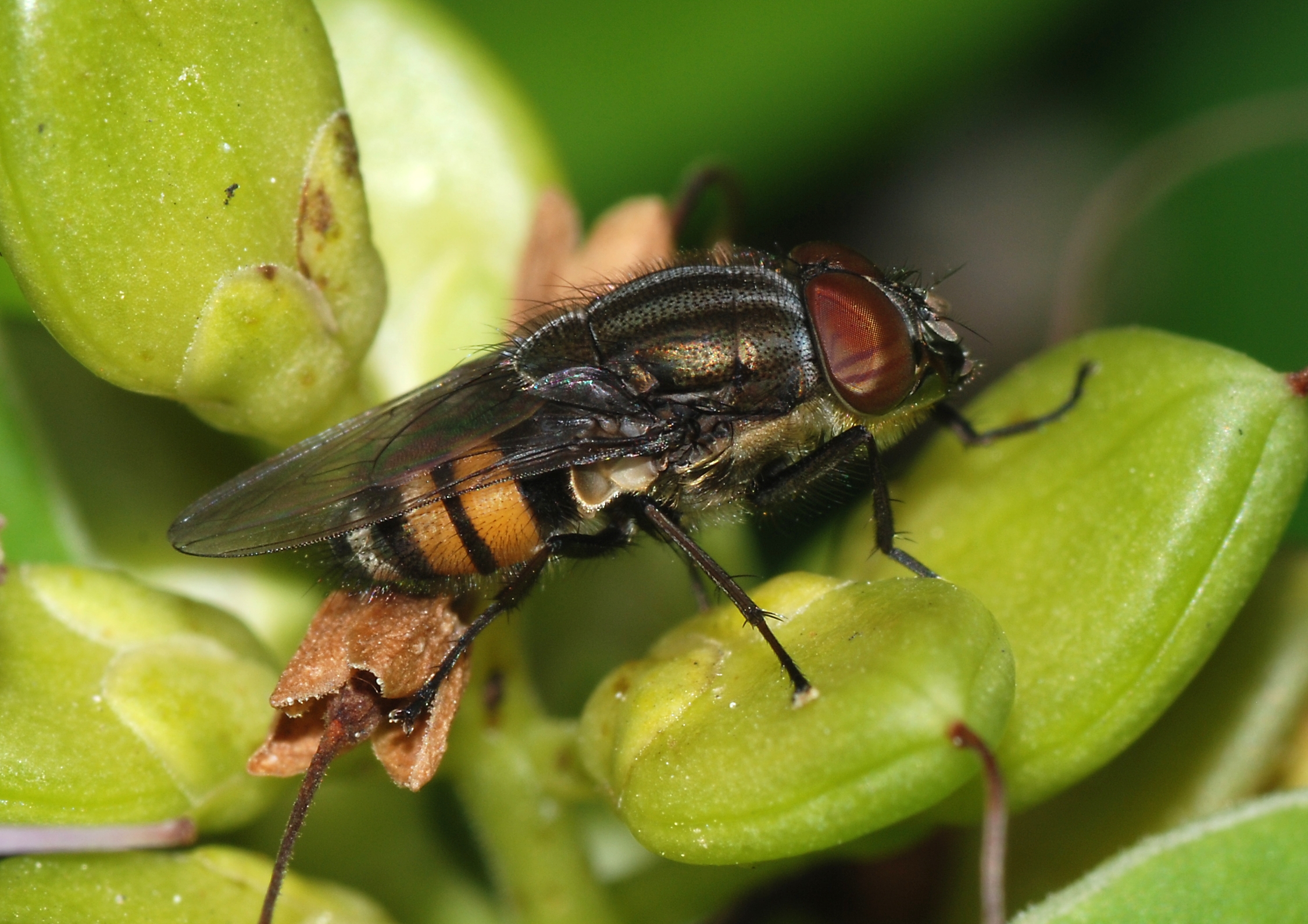 Fly April 2008-12