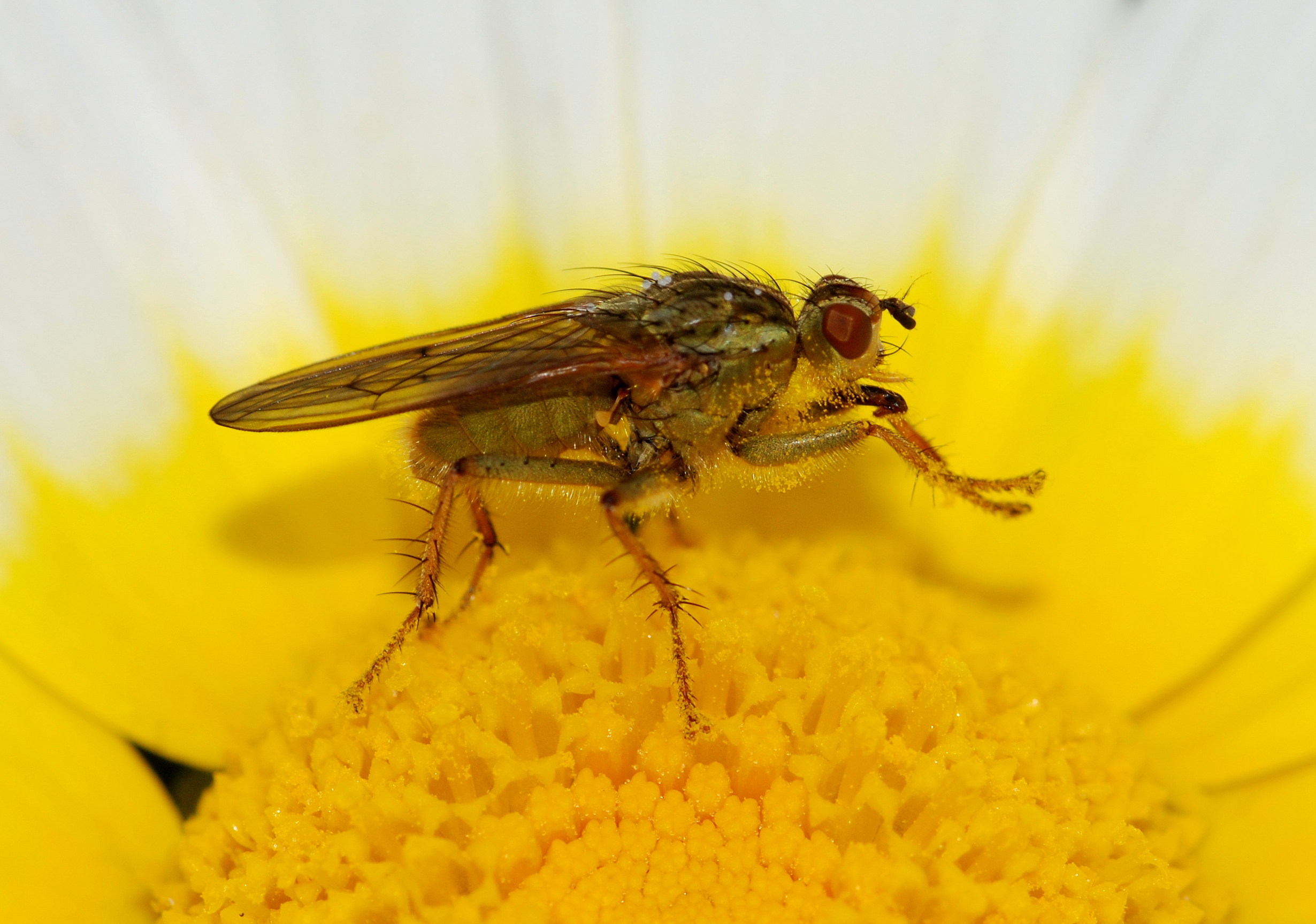 Fly April 2010-5