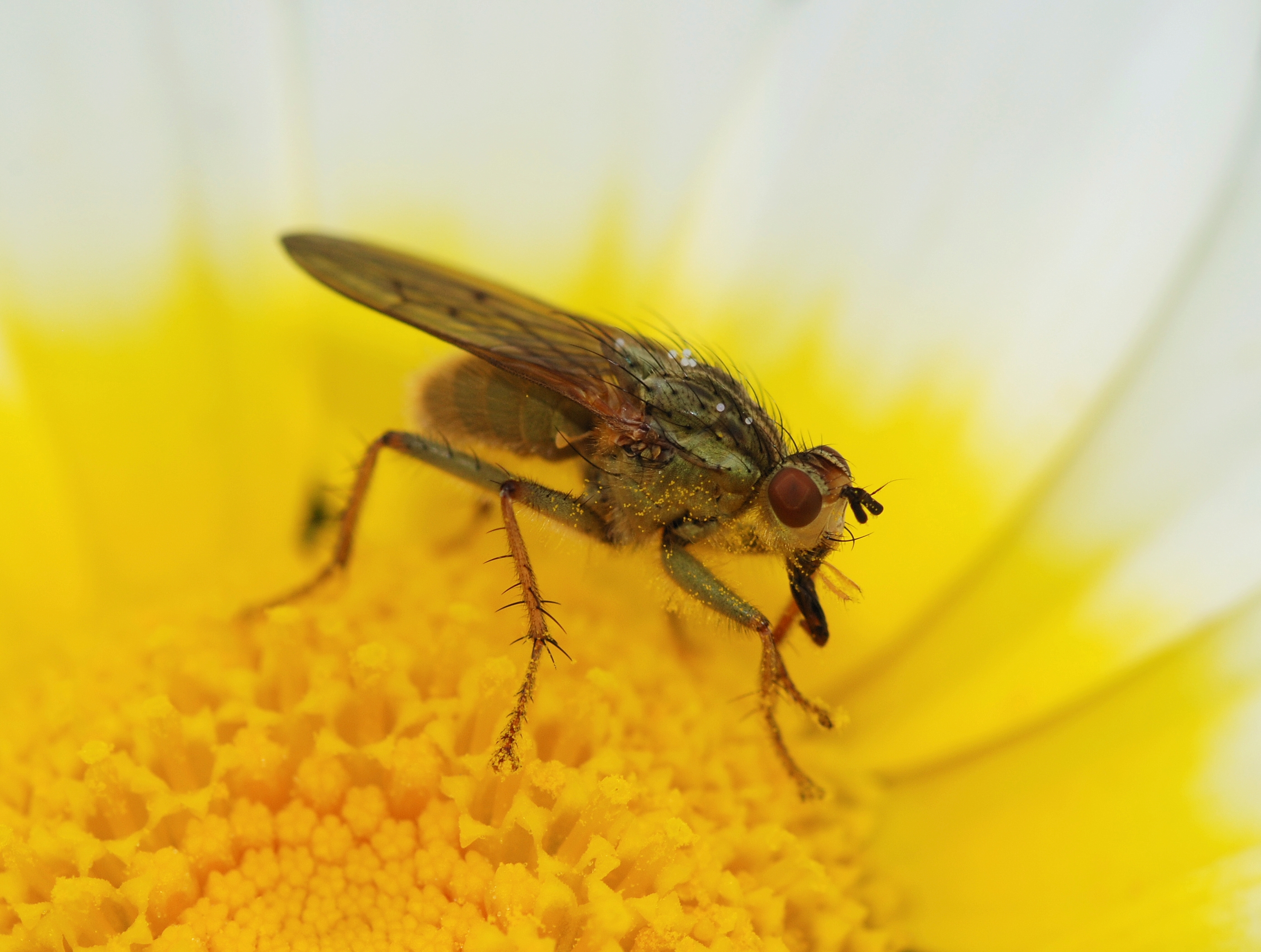 Fly April 2010-6