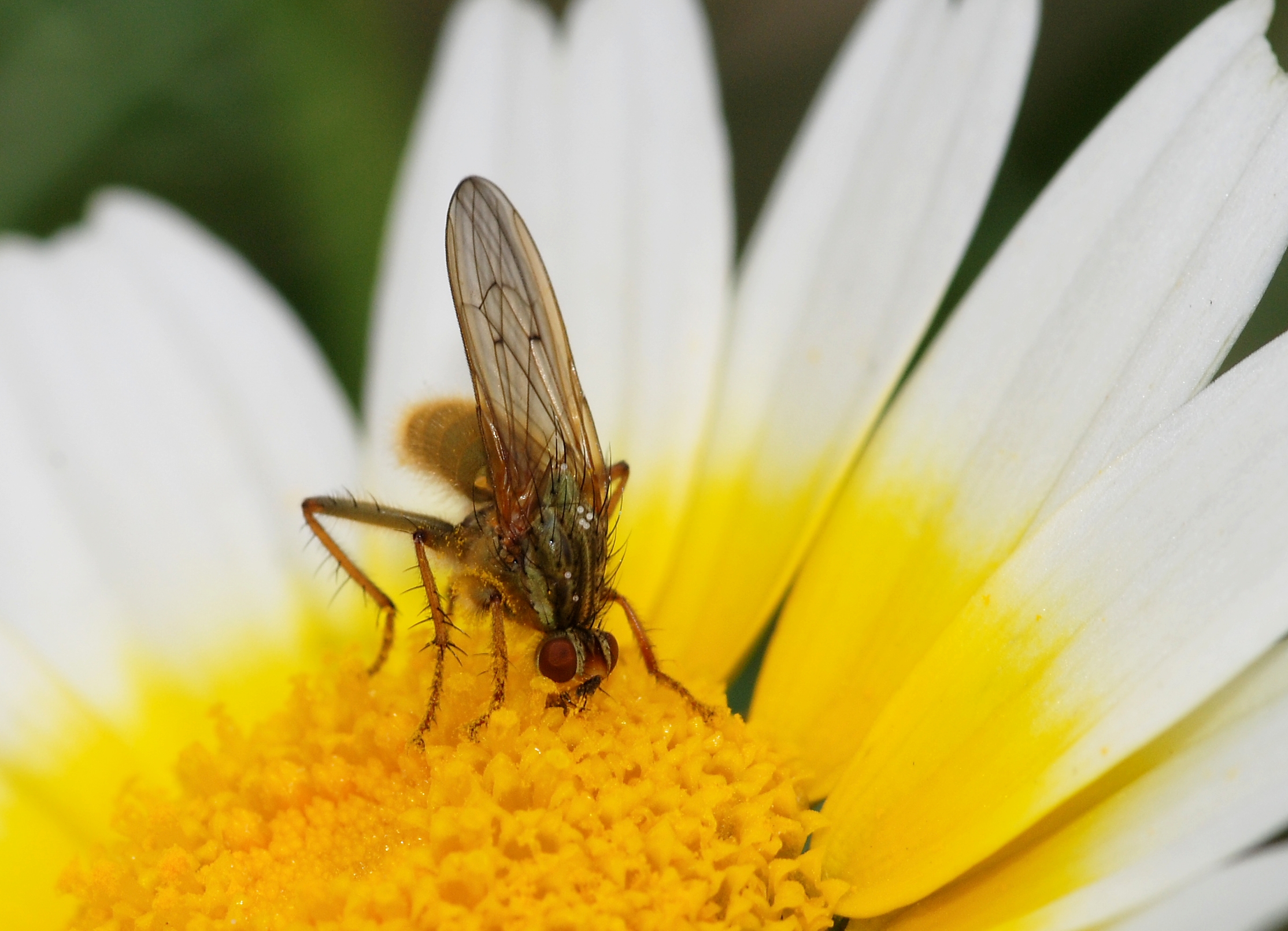 Fly April 2010-8