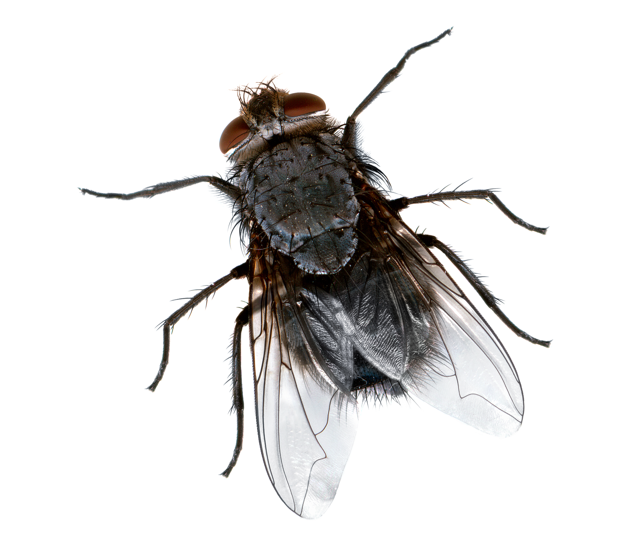 Fly close