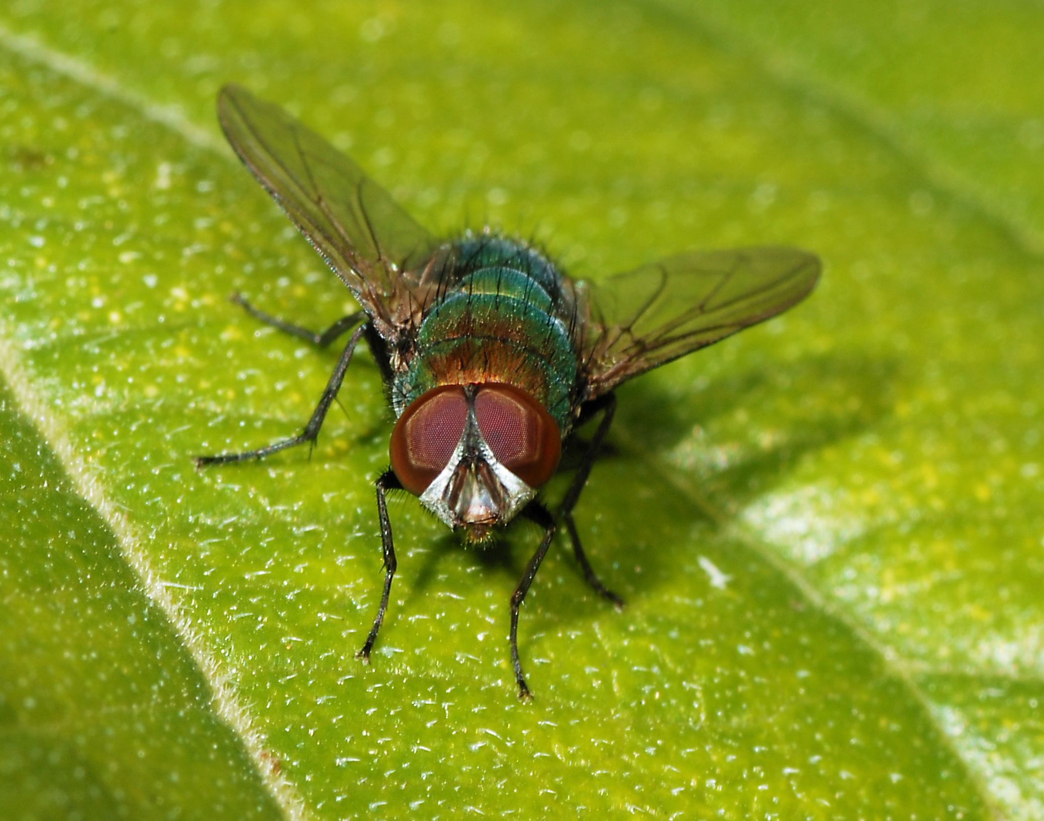 Fly December 2007-1