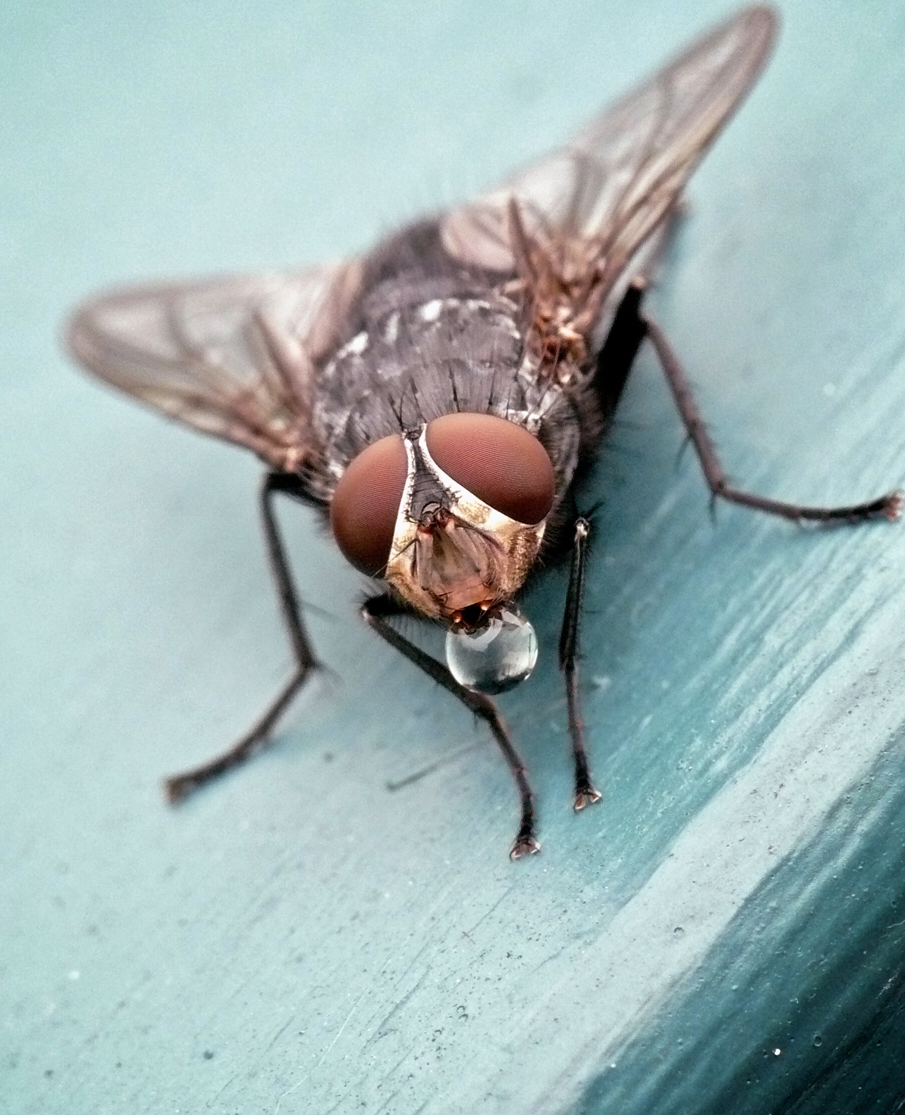 Fly Dining Out (4996955547)