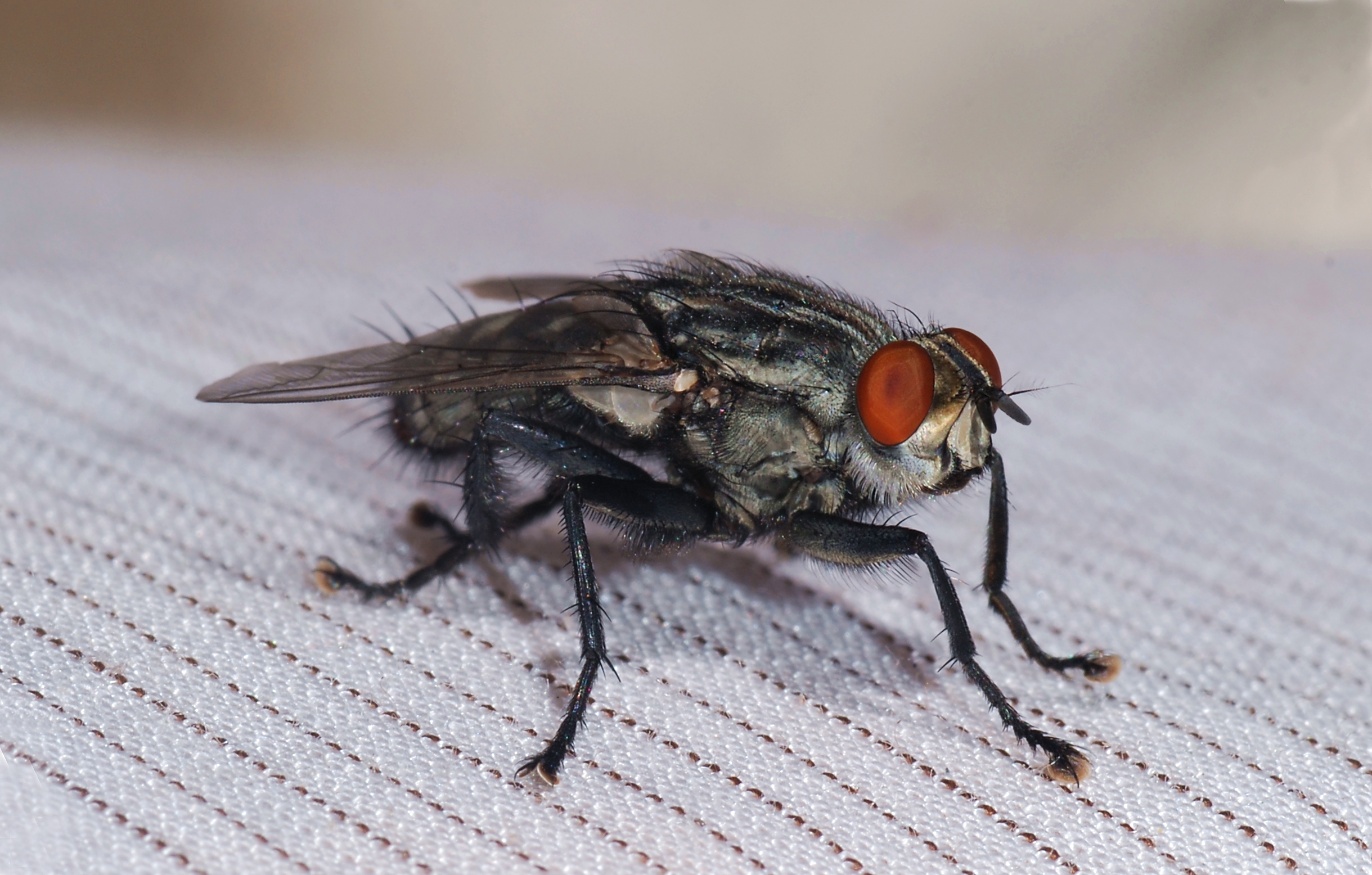 Fly July 2008-2