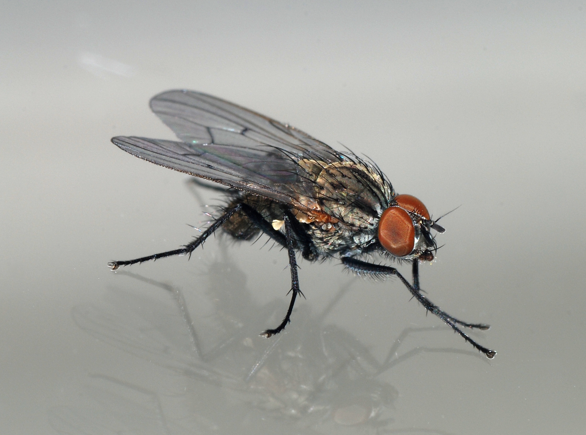 Fly June 2008-7