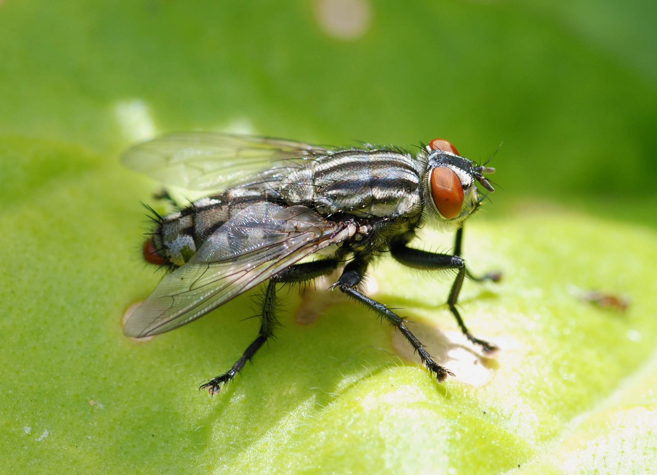 Fly June 2009-4