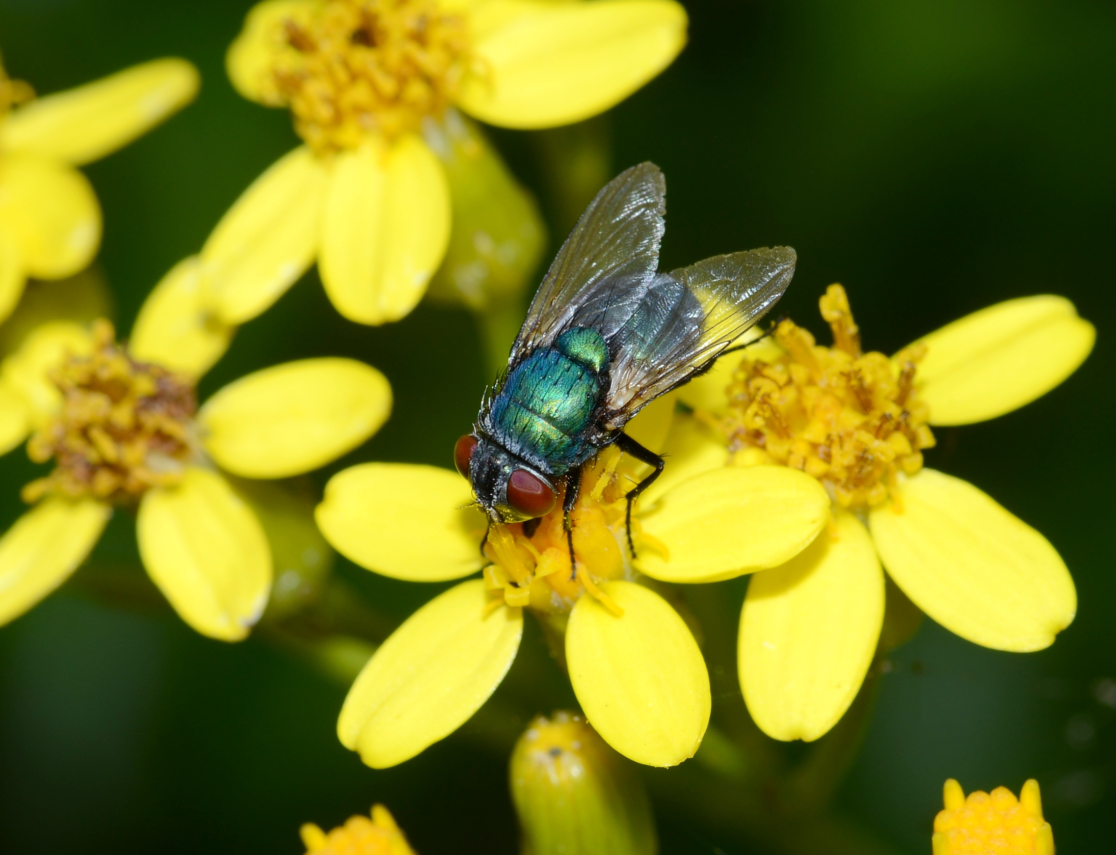 Fly June 2013-4