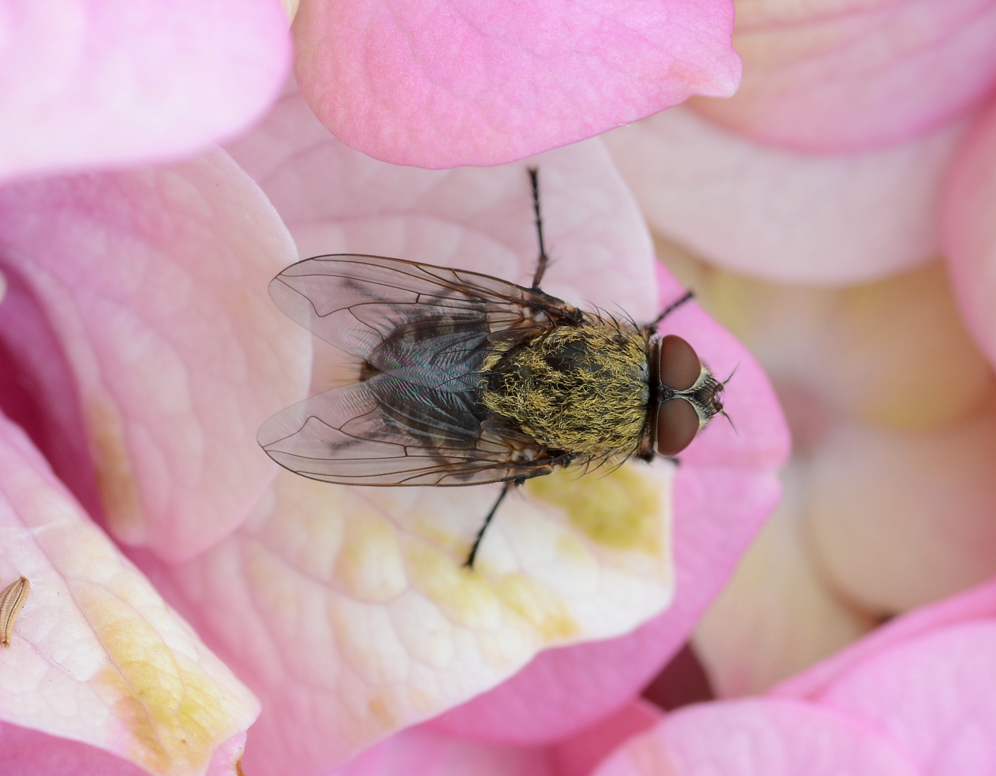 Fly June 2013-7