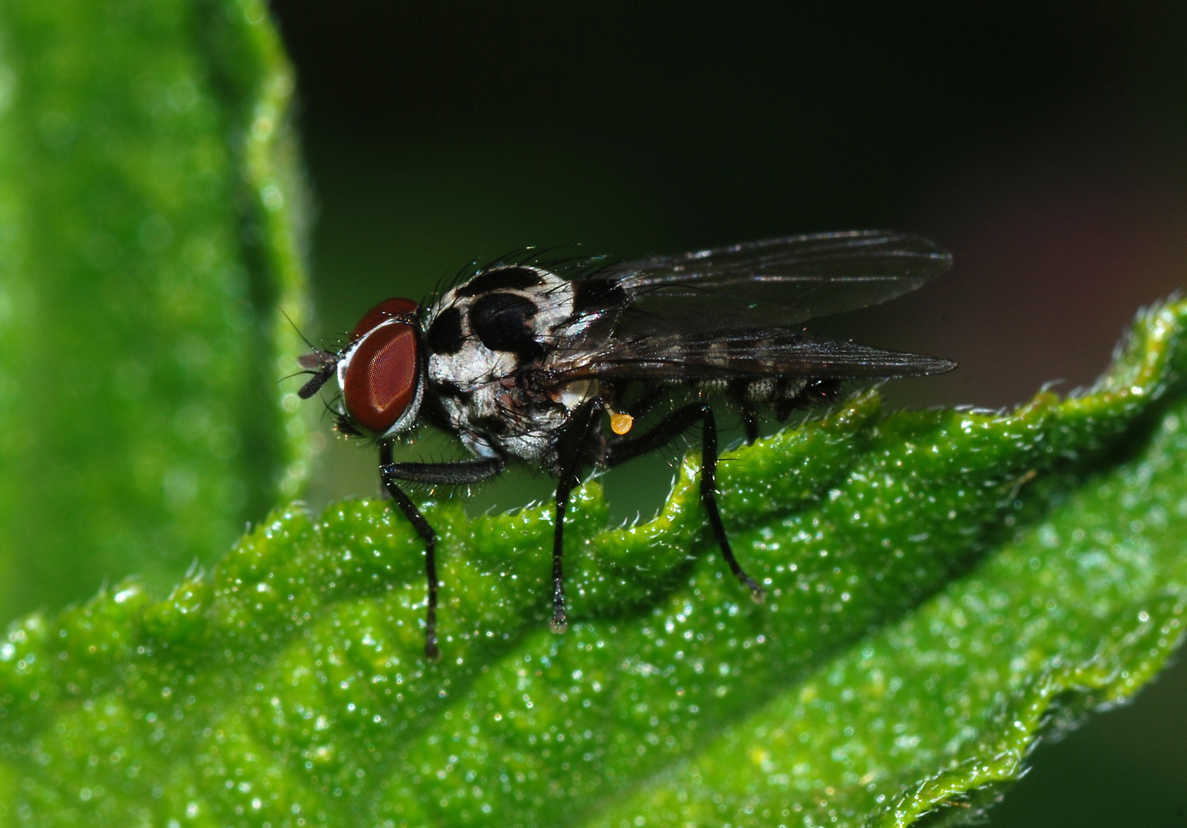 Fly March 2008-5