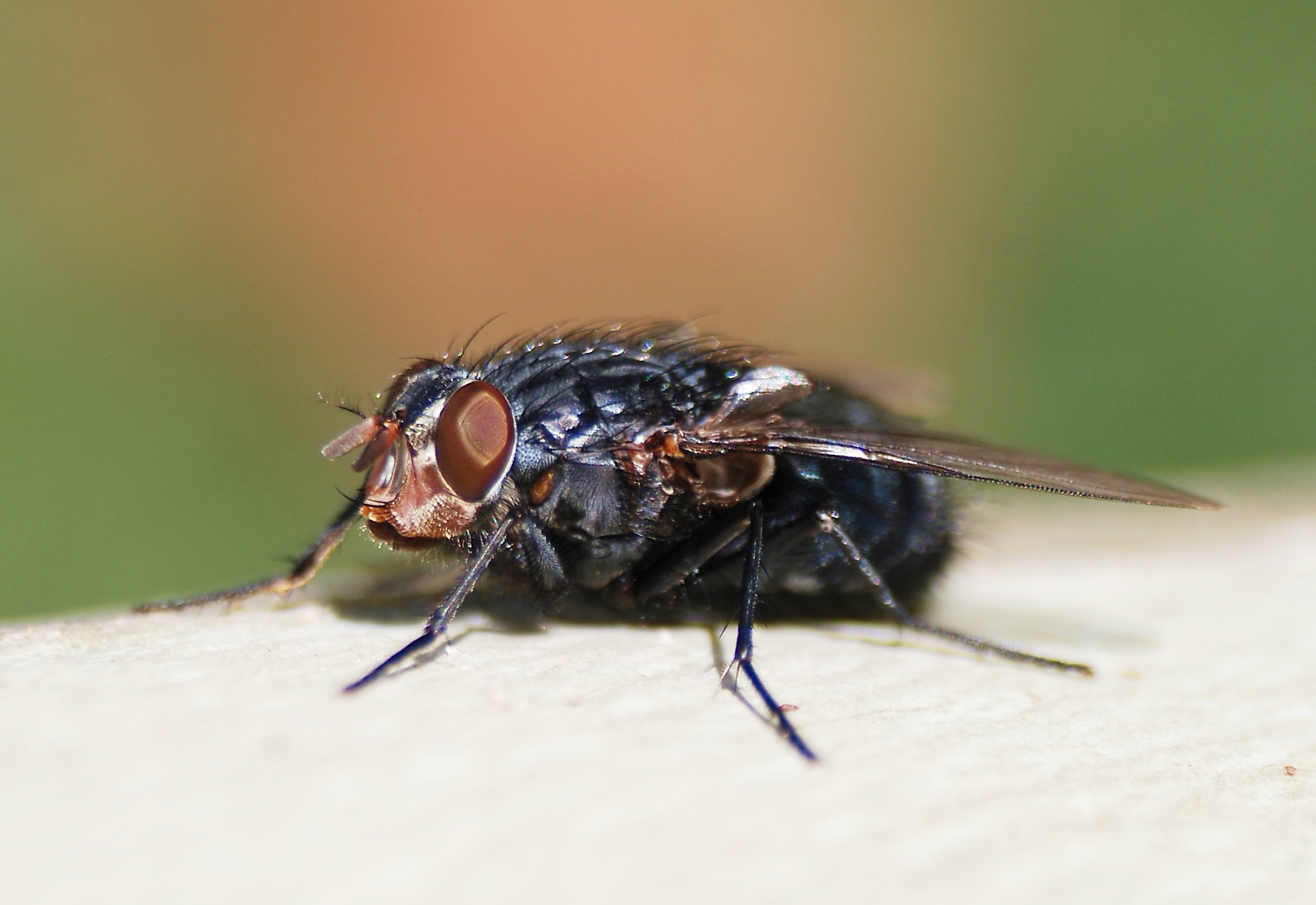 Fly November 2007-5