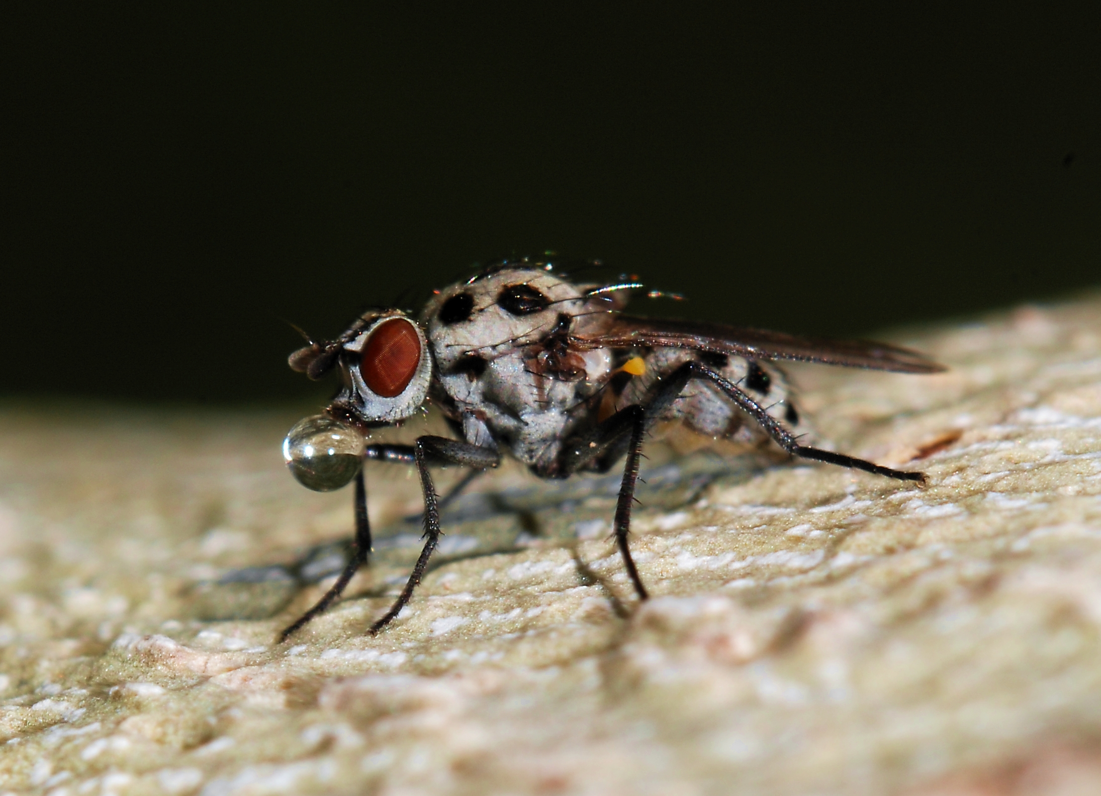 Fly November 2007-10