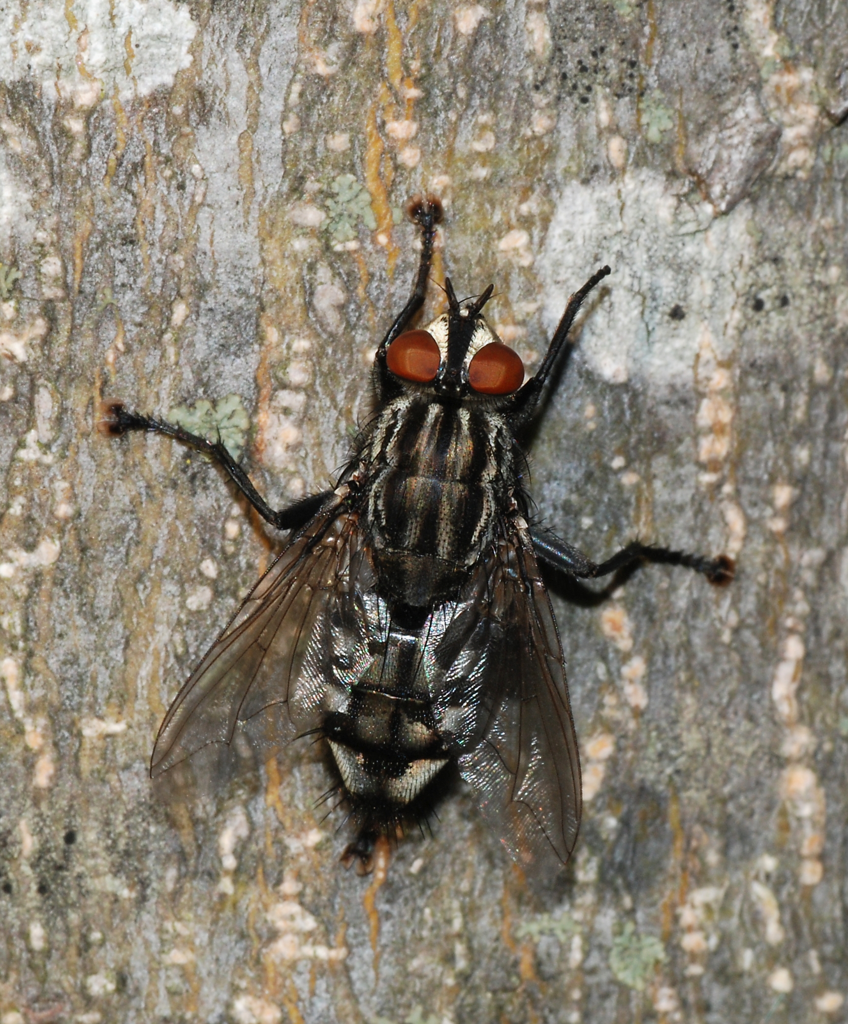 Fly October 2007-33