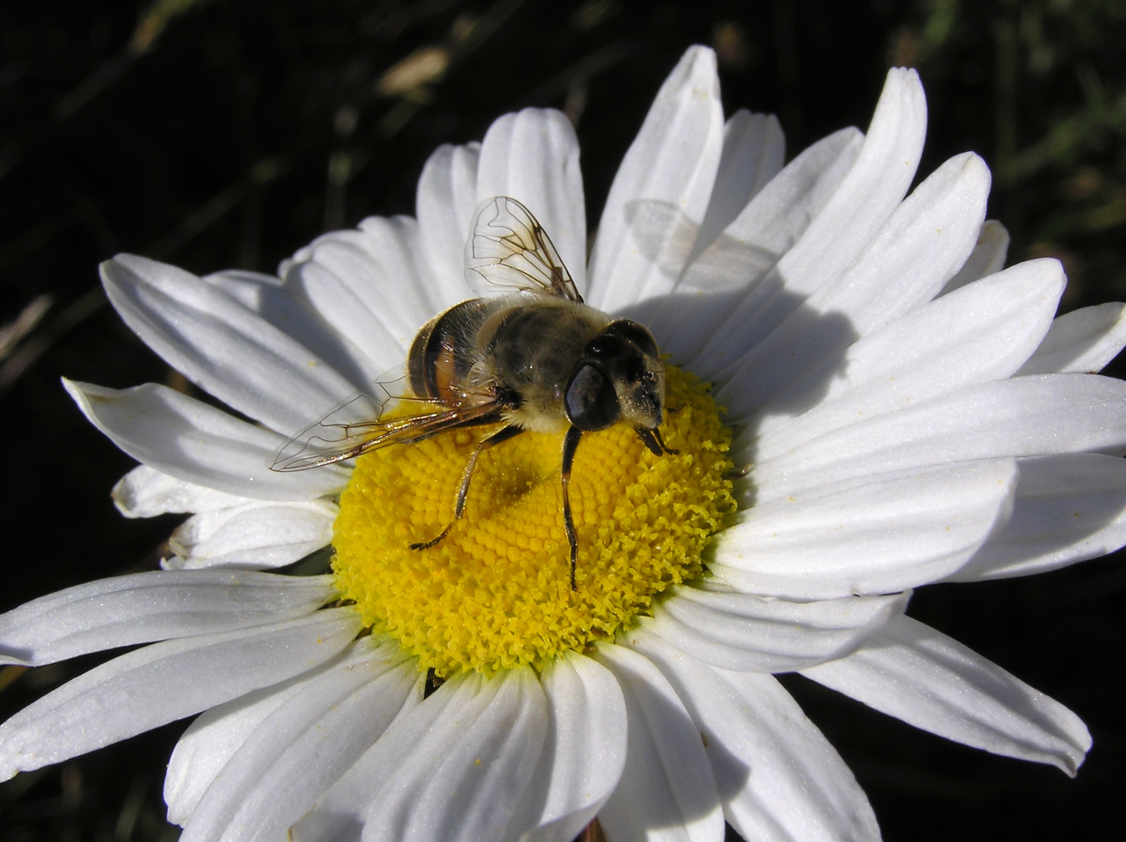 Fly on daisy 03
