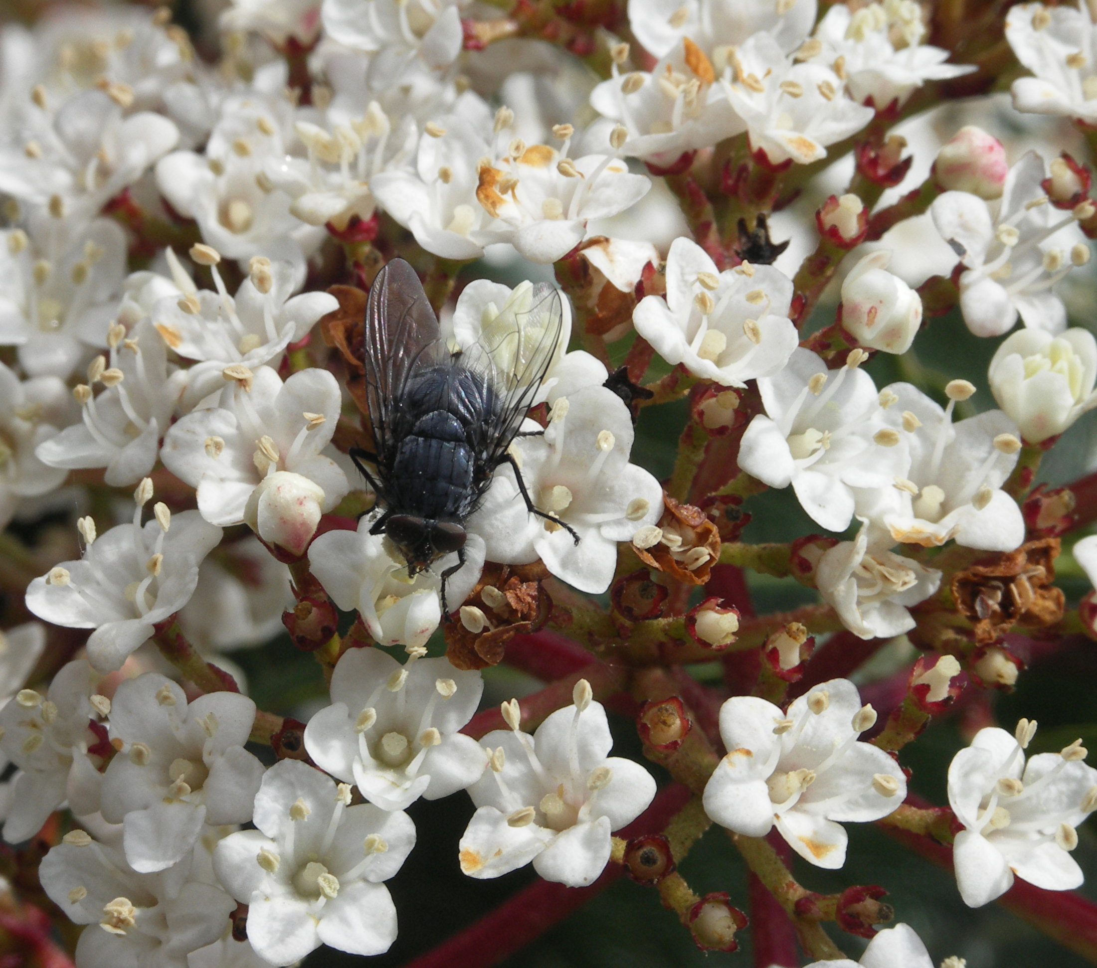 Fly on flower