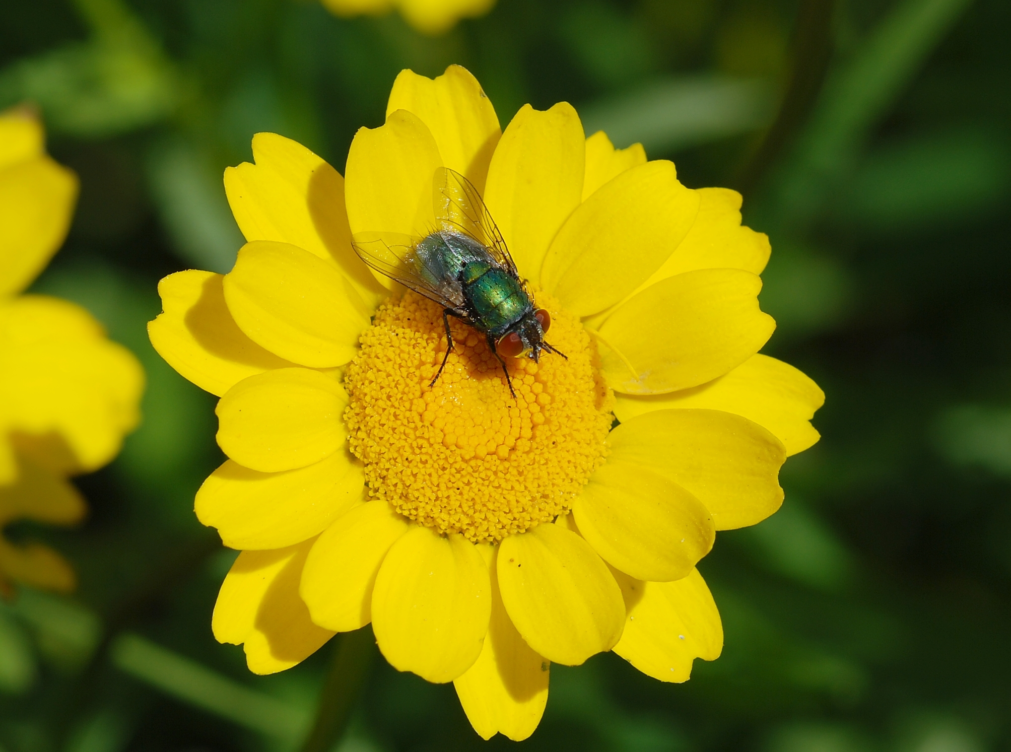 Fly on flower April 2010-1