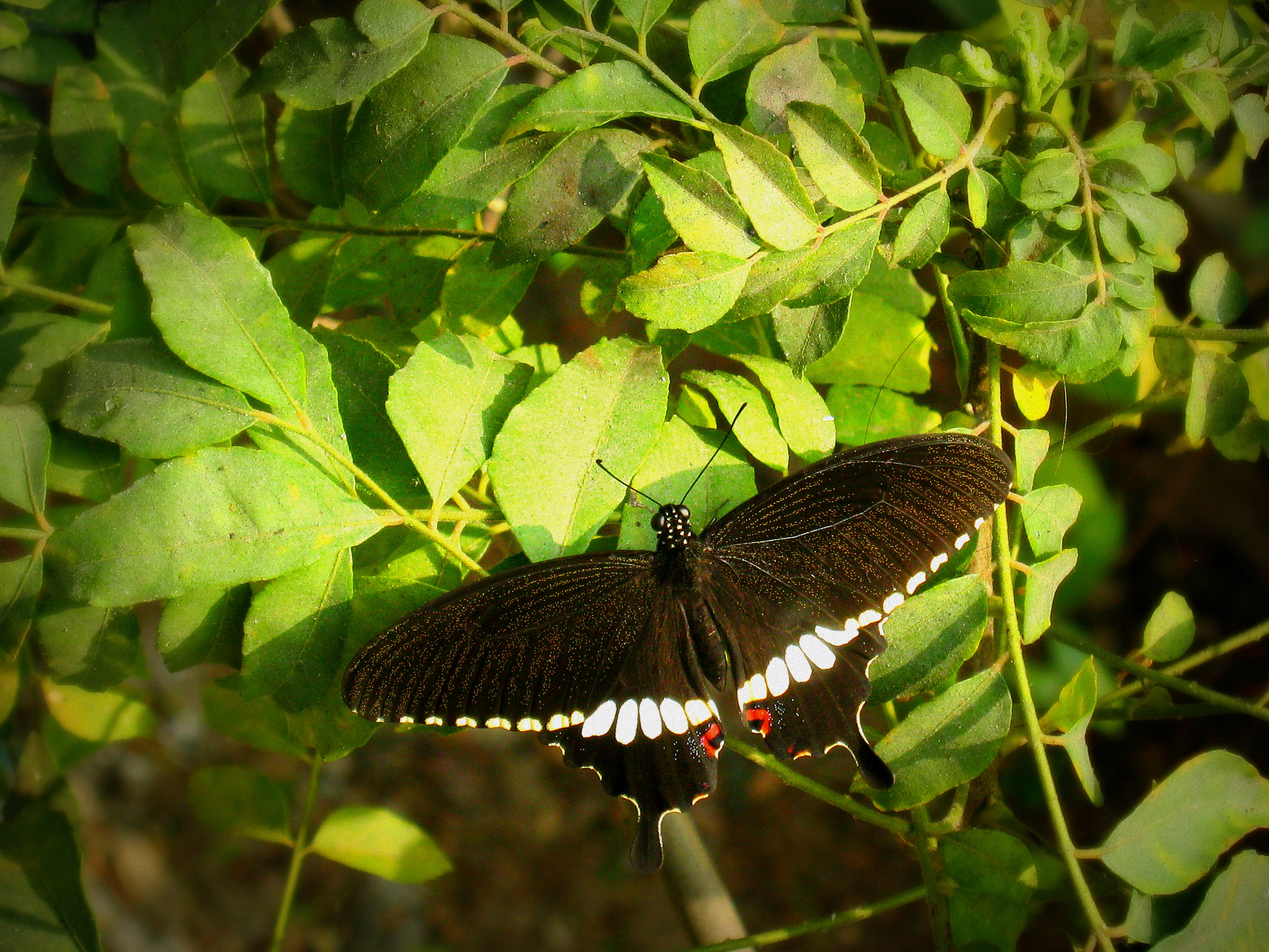 Flyaway