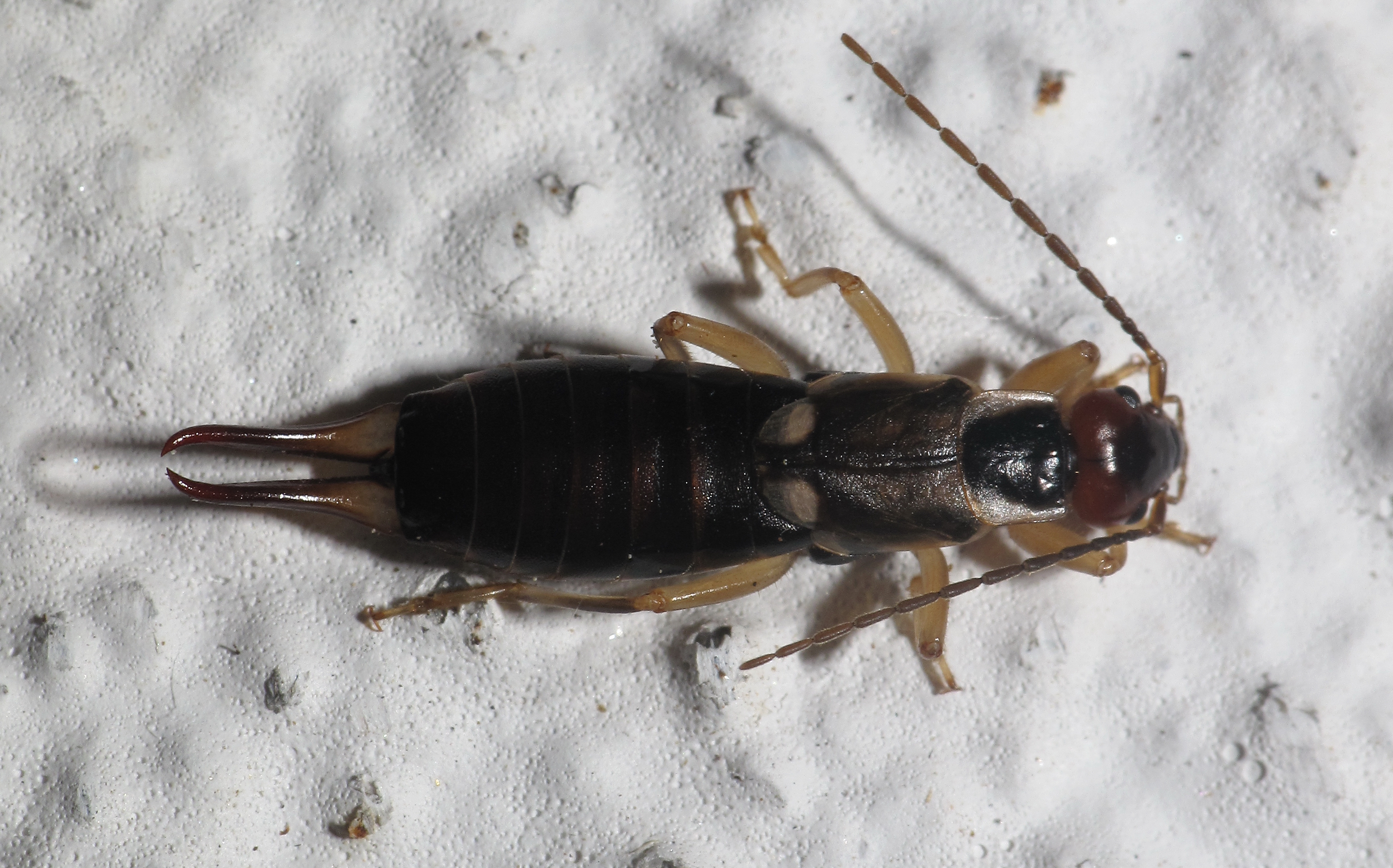 Forficula Auricularia en Bastavales, Galiza 090818 002