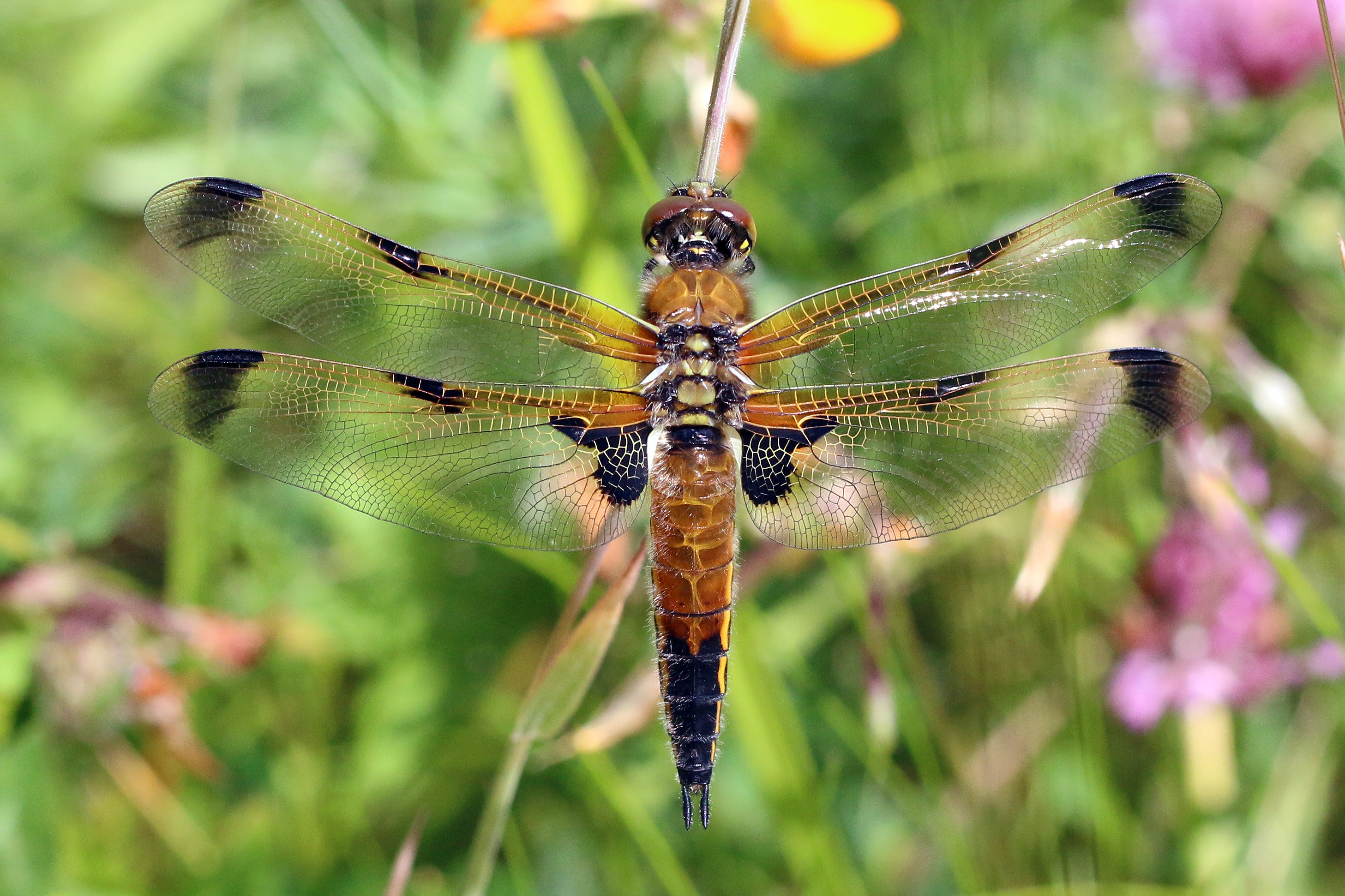 Four-spotted chaser (Libellula quadrimaculata) female dorsal