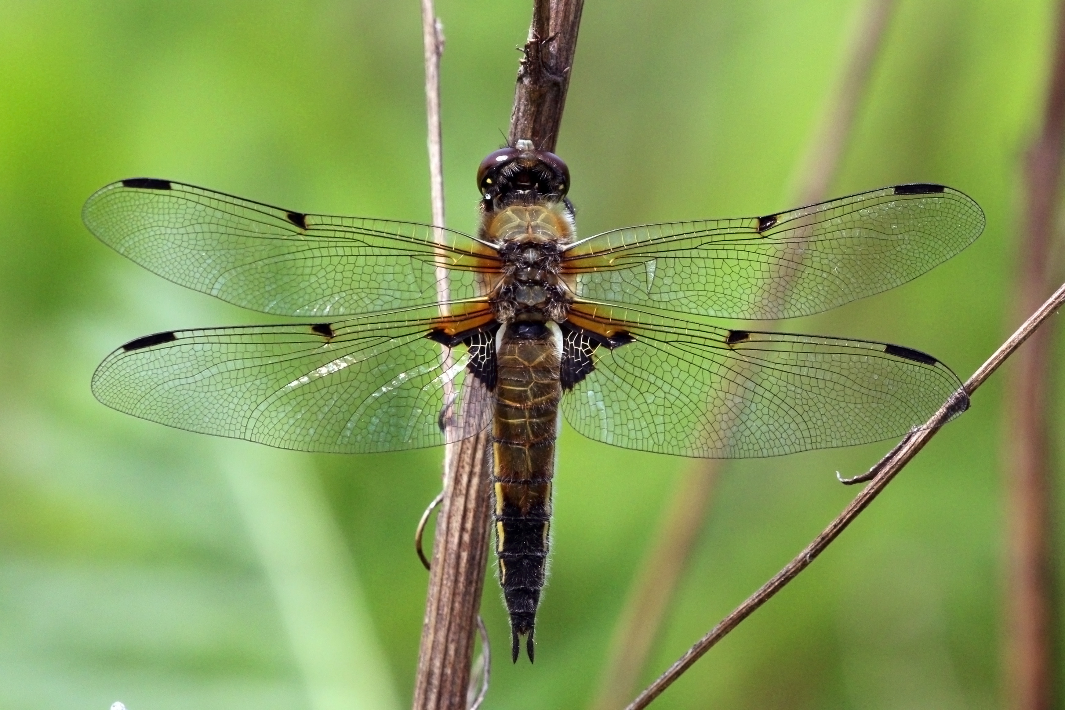 Four-spotted chaser (Libellula quadrimaculata) female P2