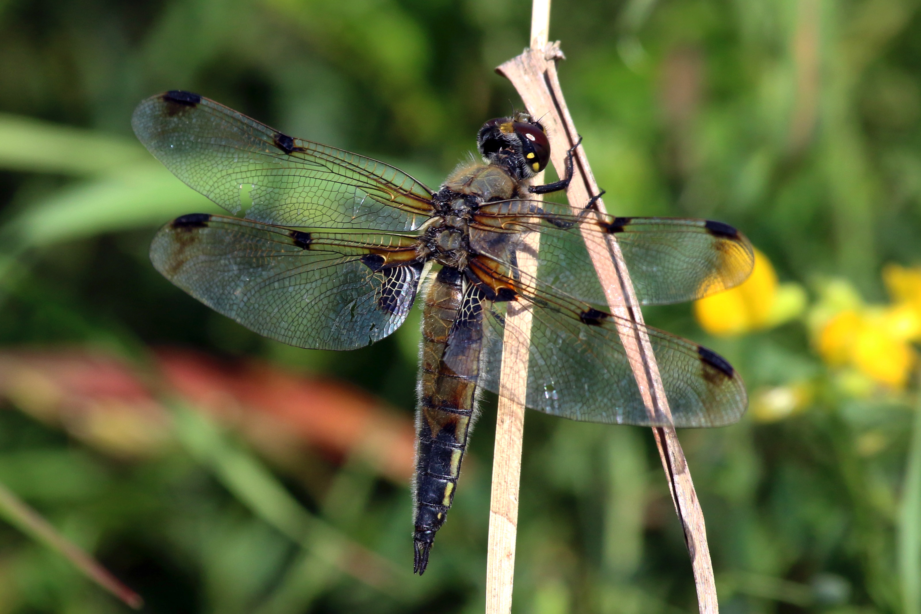 Four-spotted chaser dragonfly (Libellula quadrimaculata) female