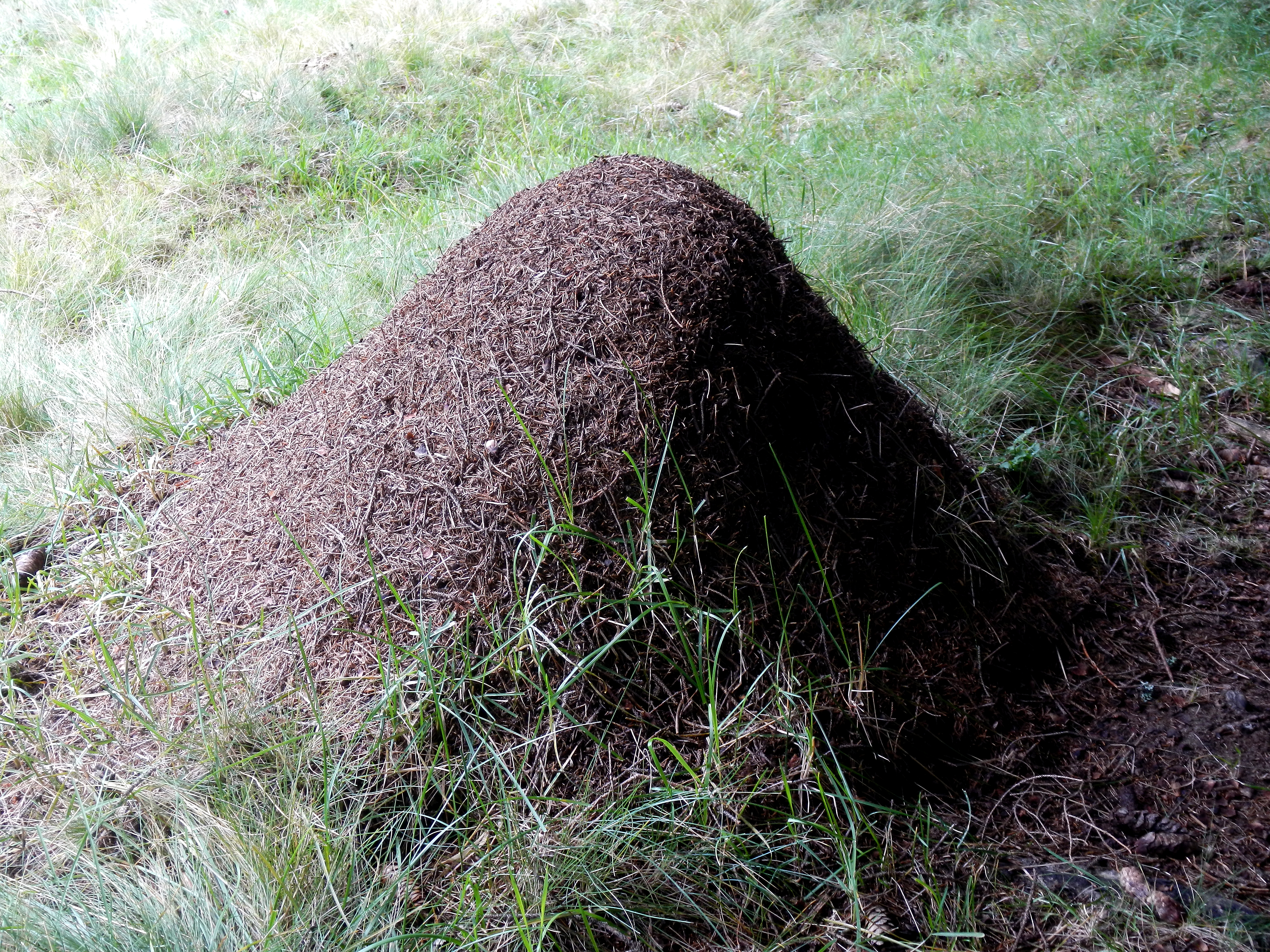 Freiländer Alm Ameisenhaufen 2016