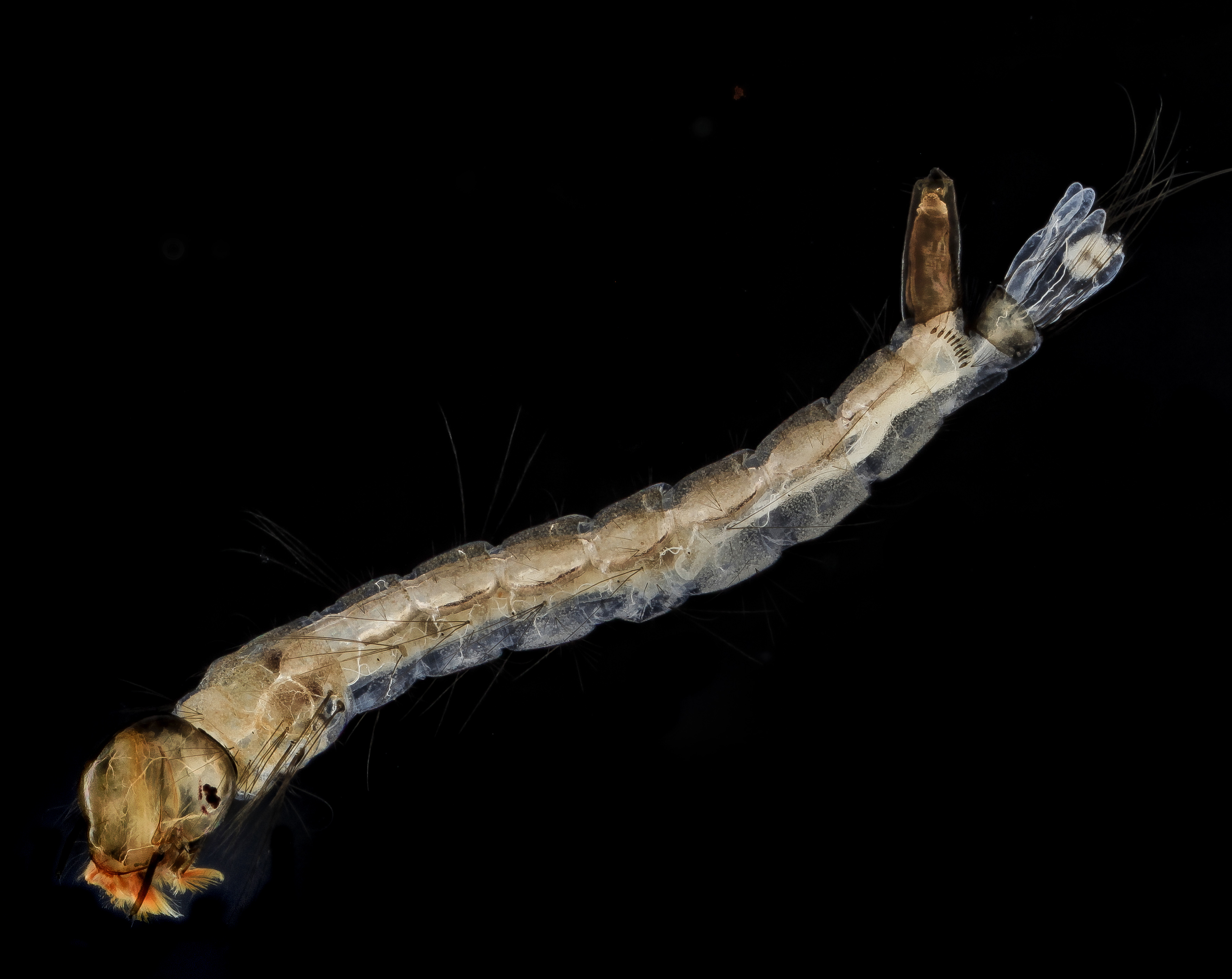 Fresh Mosquito larvae 2013-09-15-17.02.49 ZS PMax (9764581325)