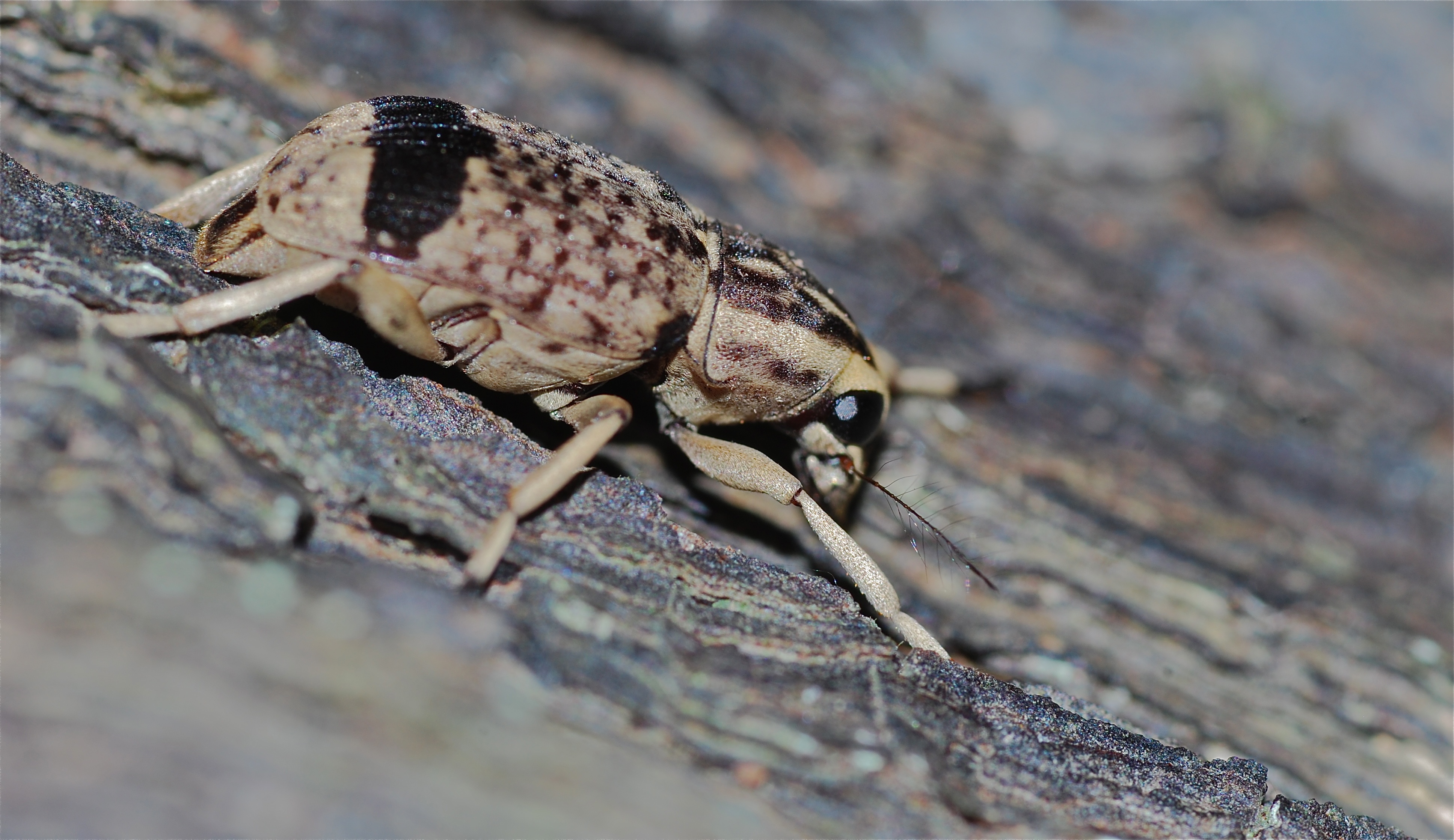 Fungus Beetle (Habrissus sp.) (8749114785)
