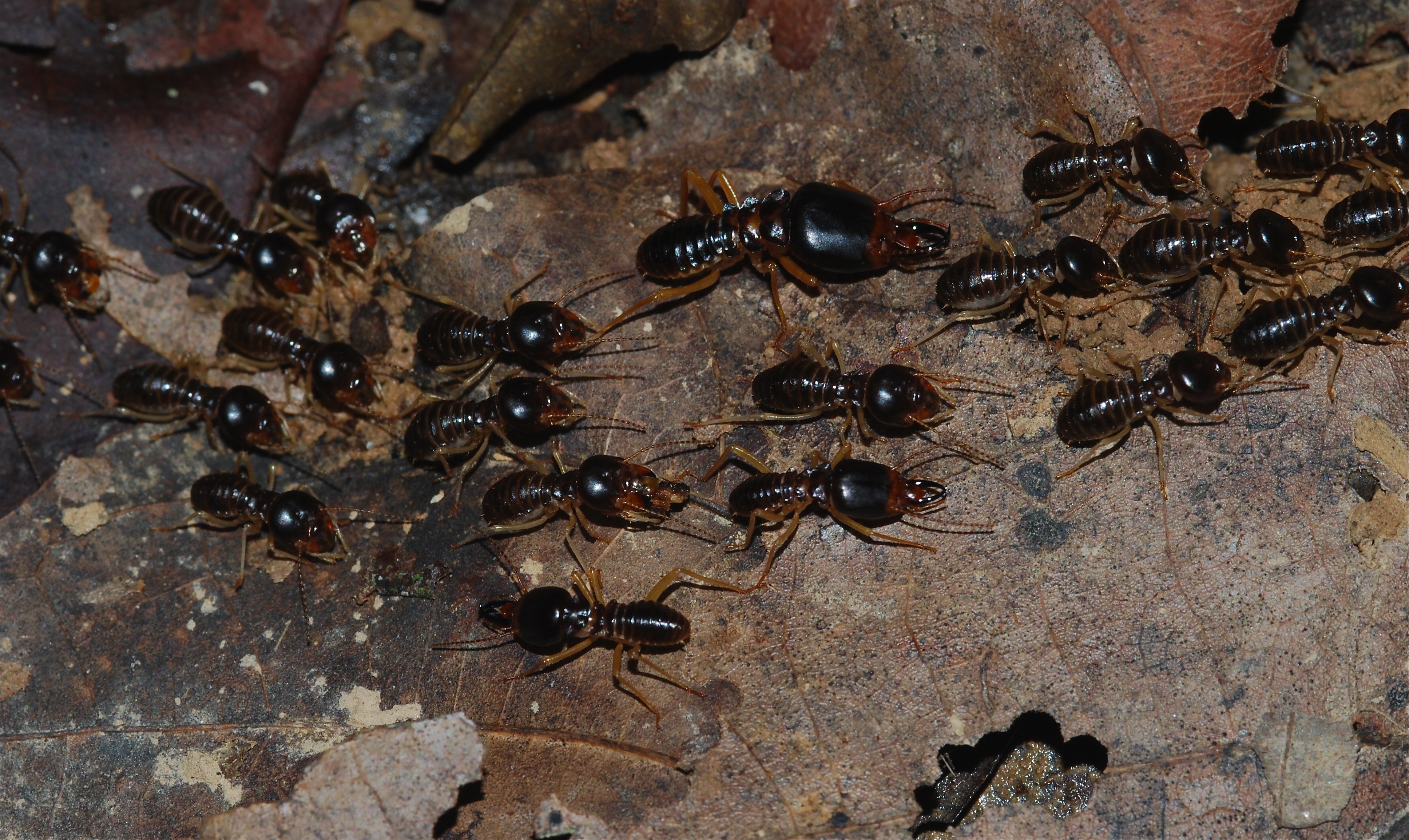 Fungus-growing Termites (Macrotermes carbonarius) (8682806337)