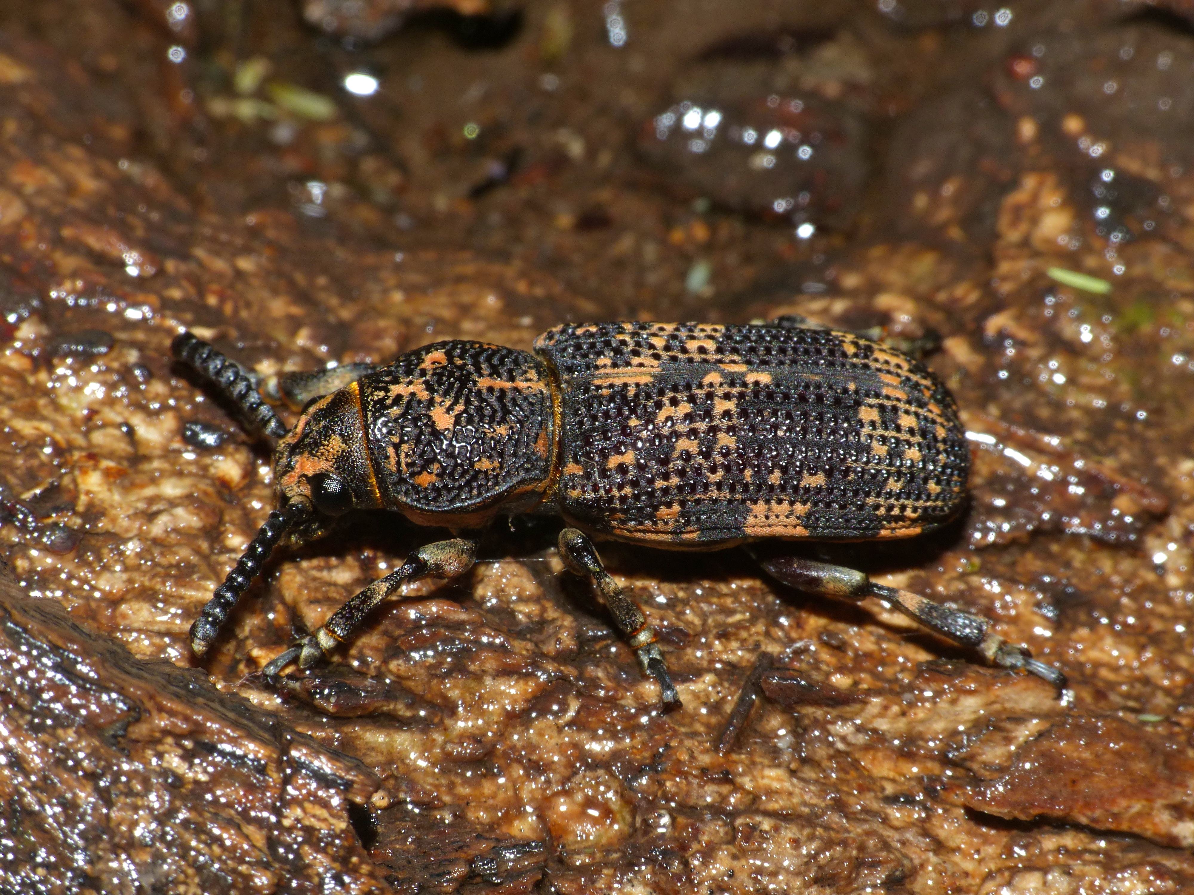 Fungus Weevil (Xylinades rugicollis) (13721630584)