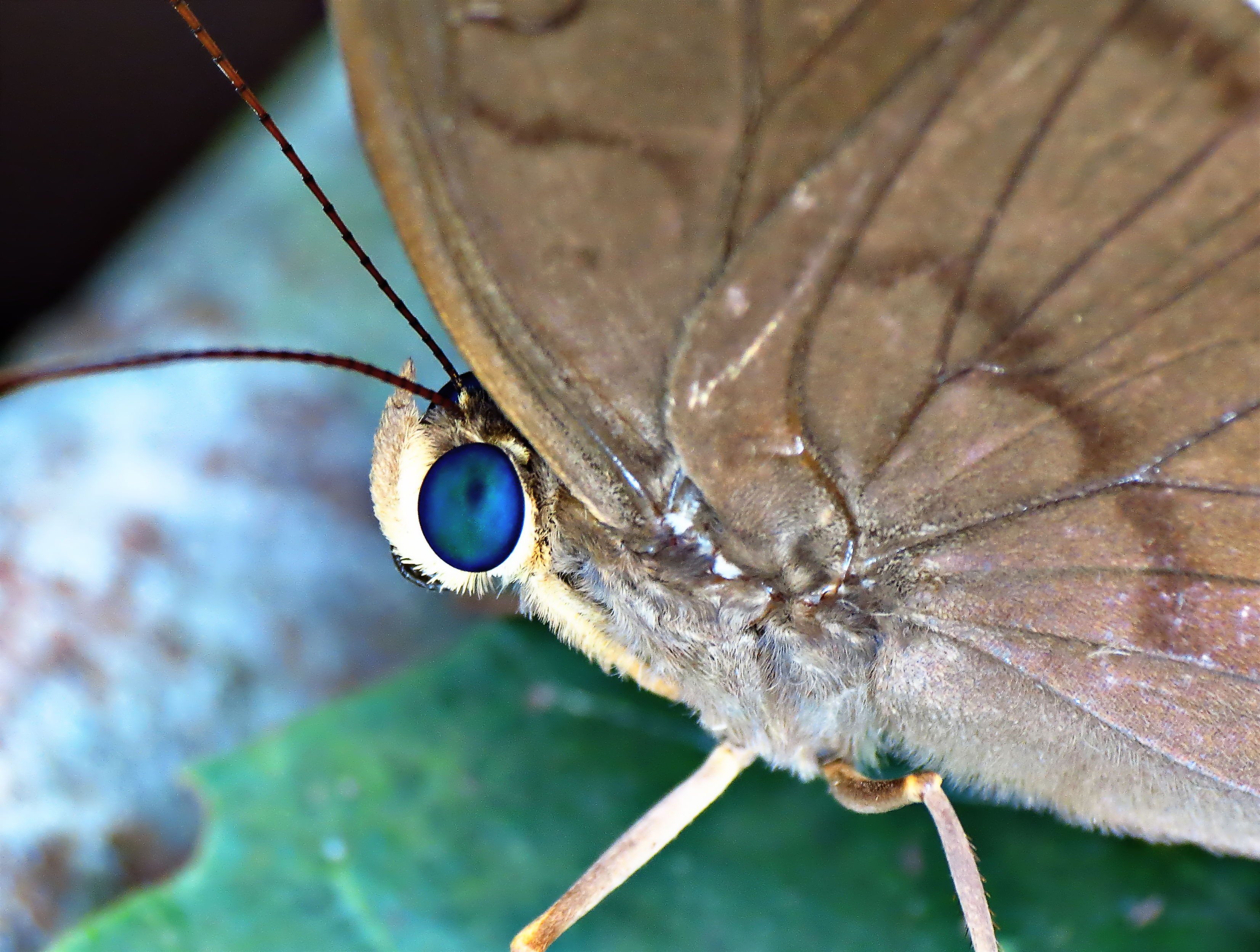 Furry moth (8426140795)