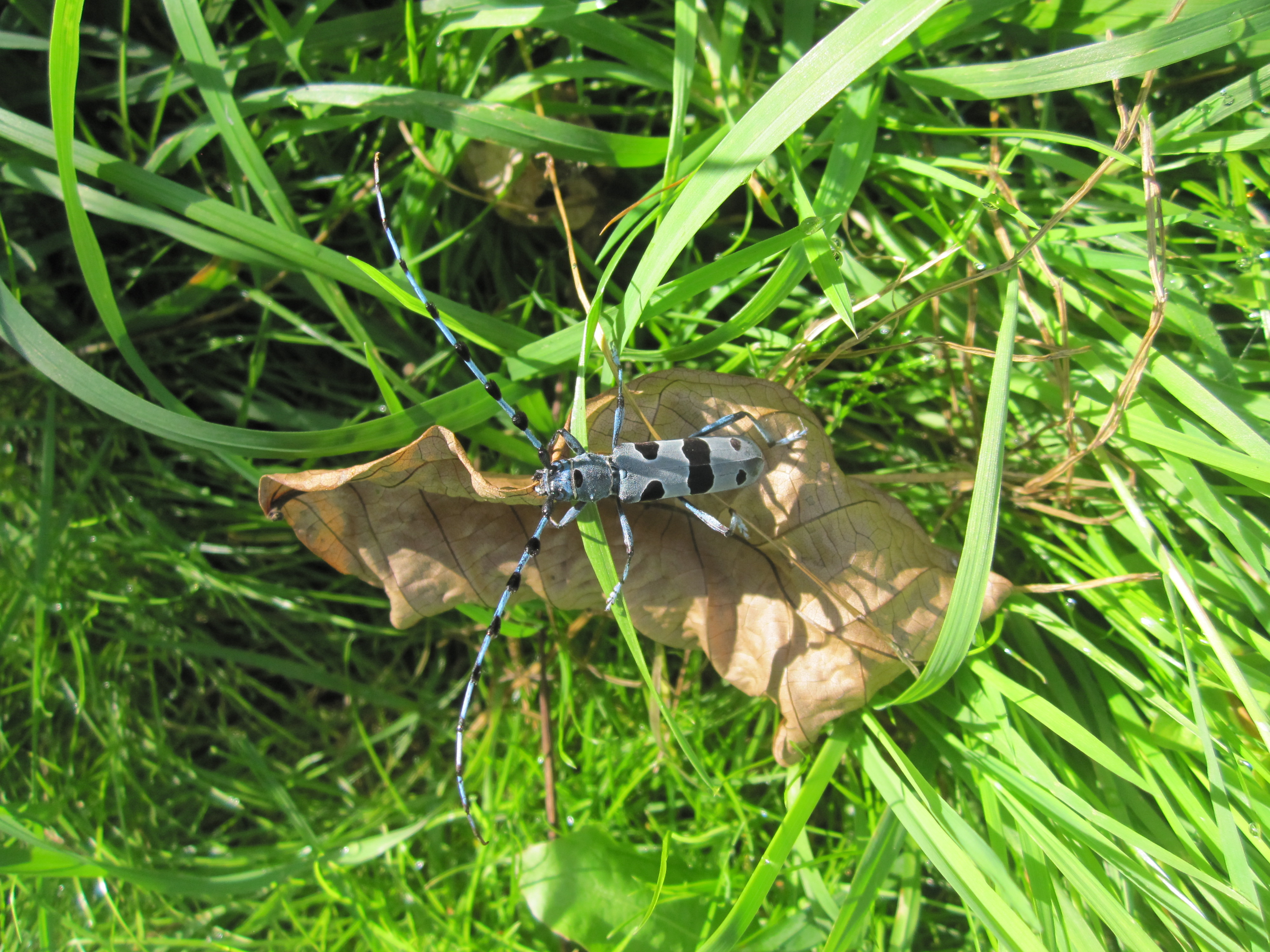 Fuzáč alpský Rosalia longicorn