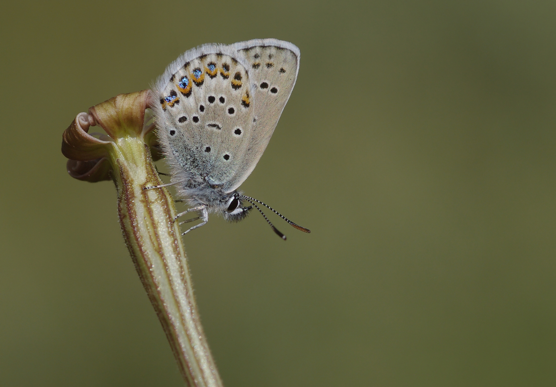 Gümüşlekeli Esmergöz - Plebejus argus 01